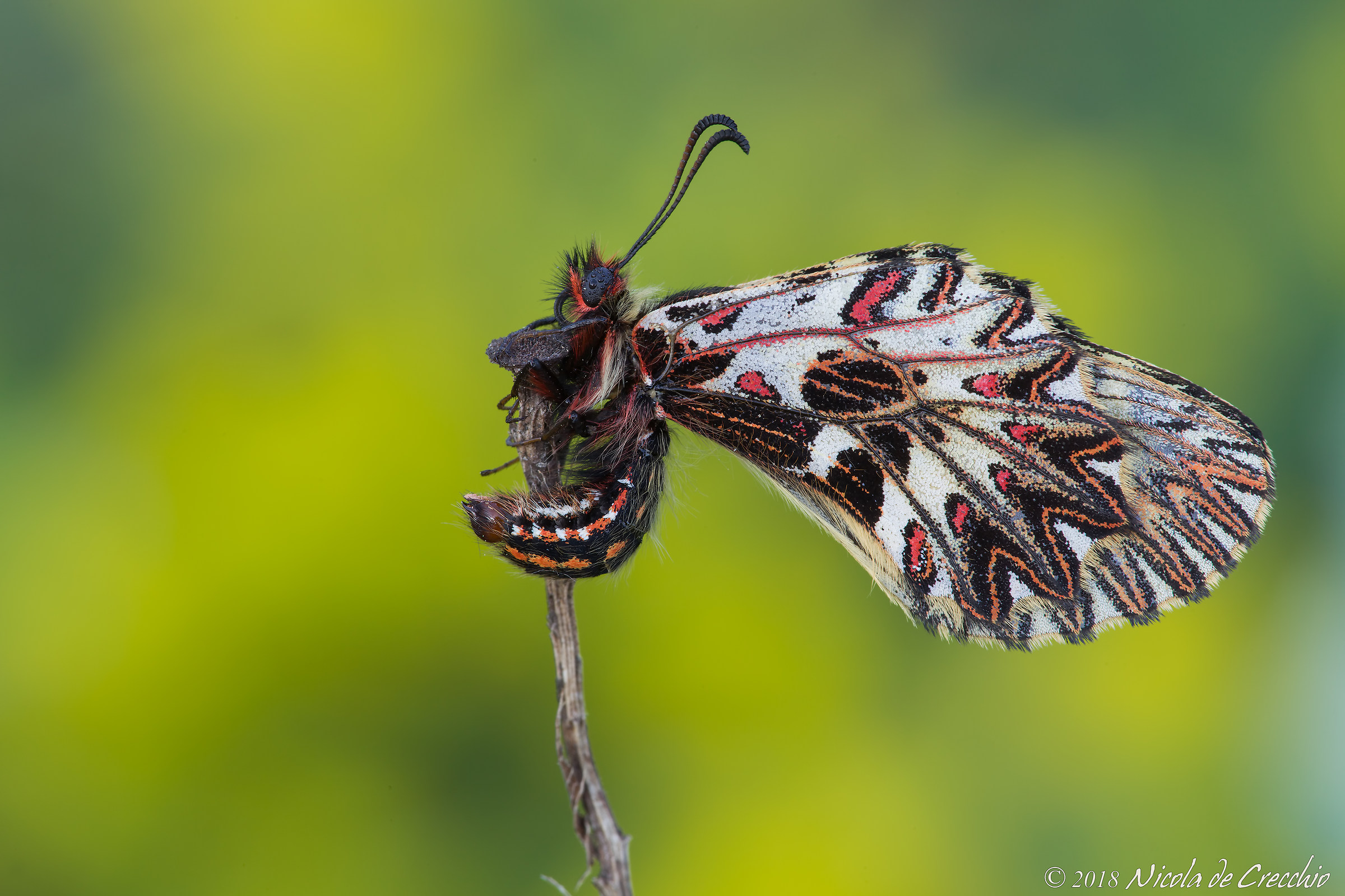 La bella addormentata nel prato