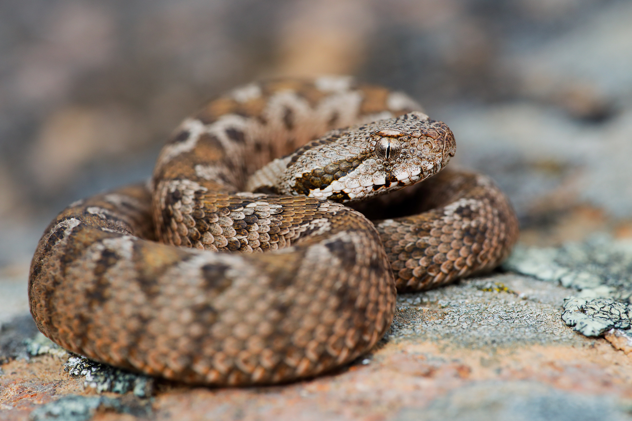 Vipera ottomana - Montivipera xanthina
