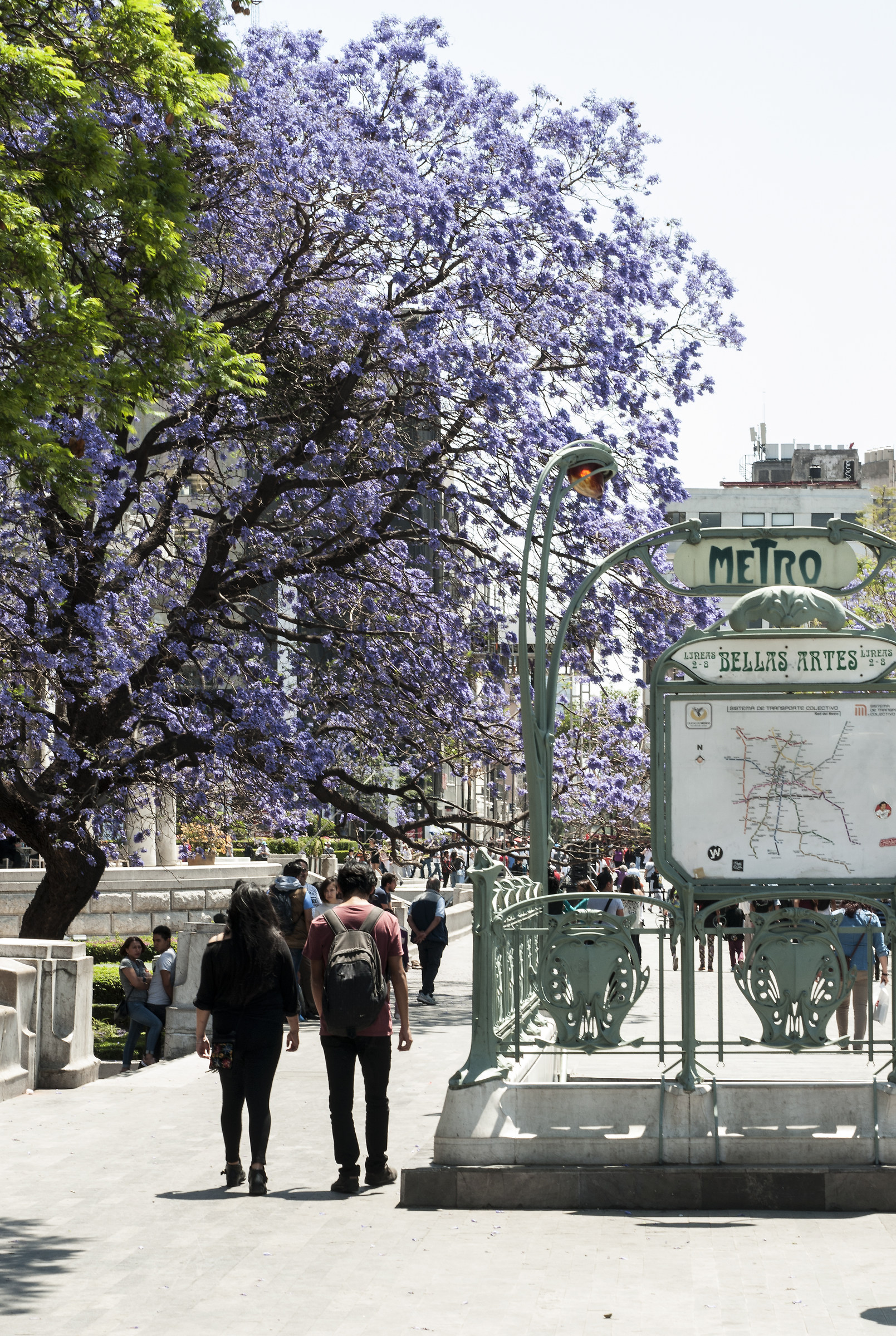 "Jacarandas"