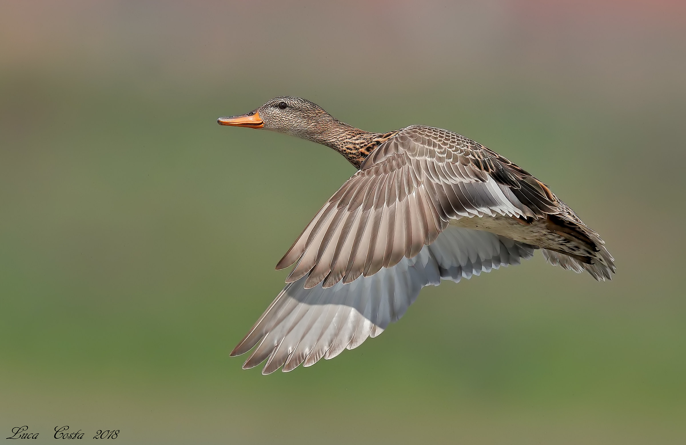 Gadwall female in flight