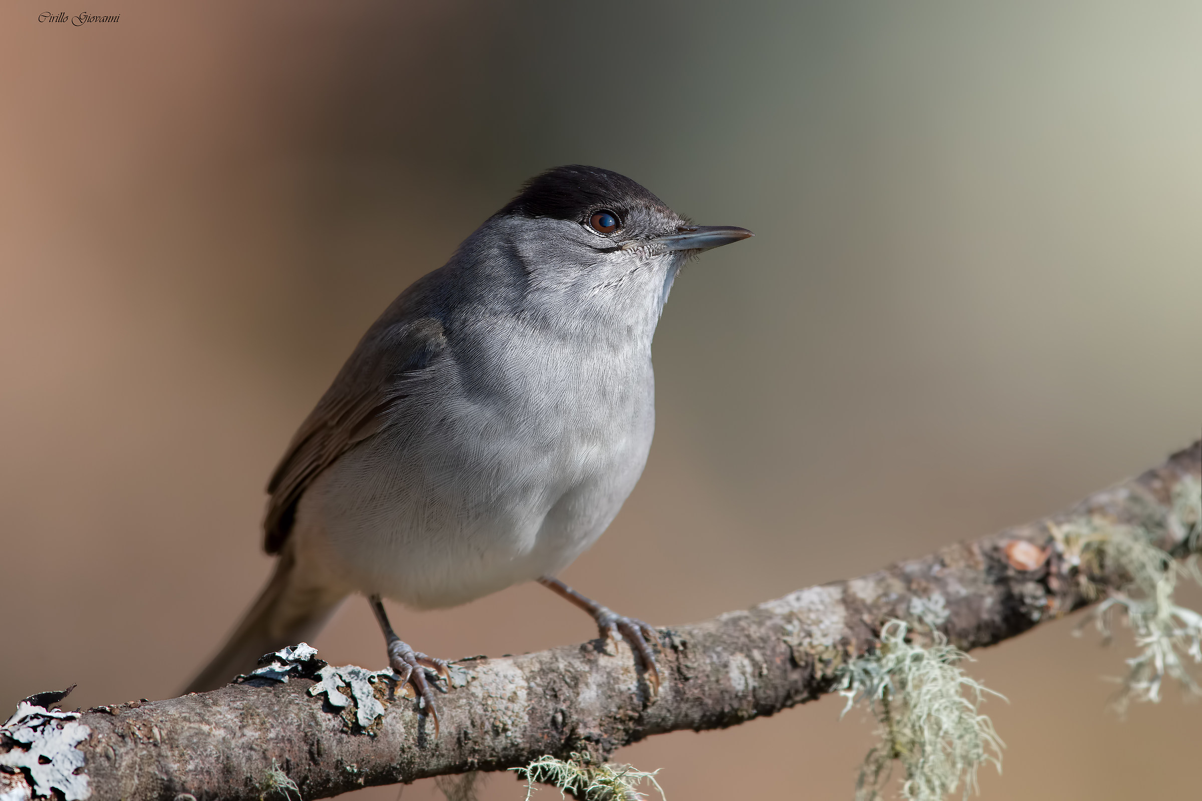 Capinera maschio prima prova con la nuova bomba d850