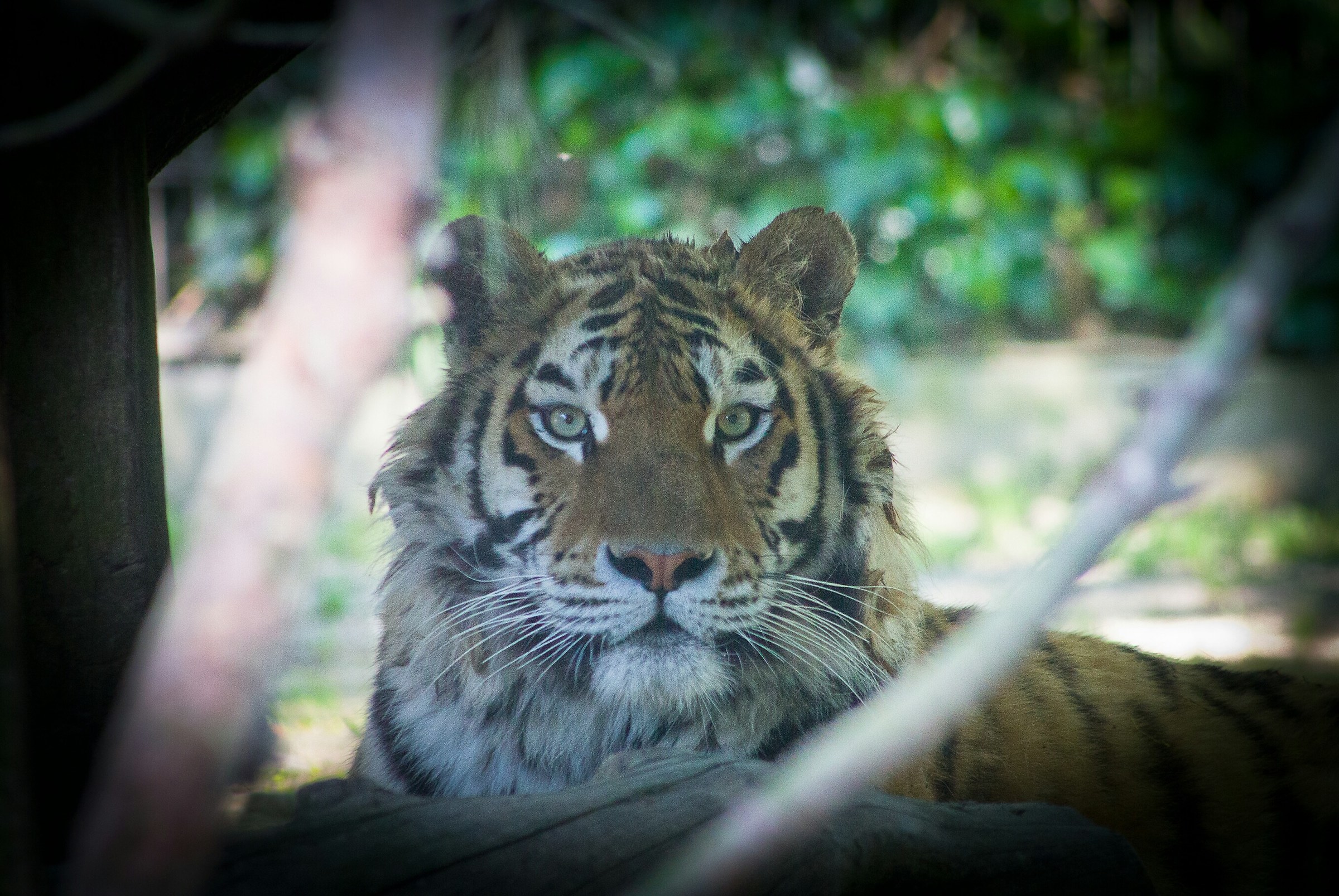 La tigre siberiana