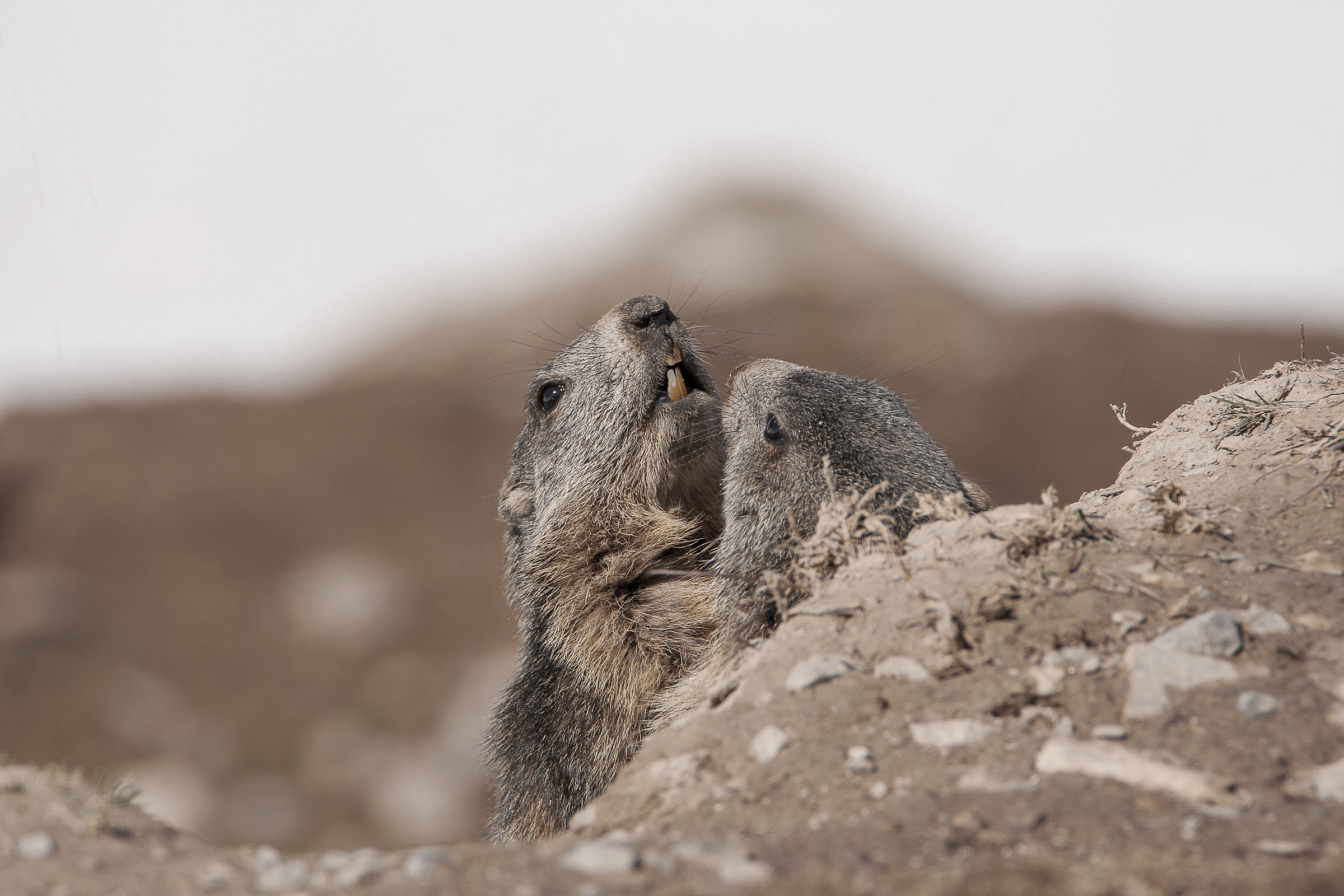Dental control in high mountains