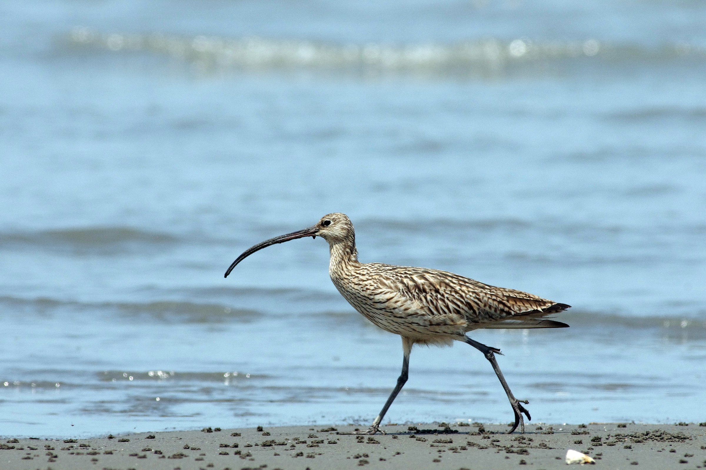 Far Eastern Curlew