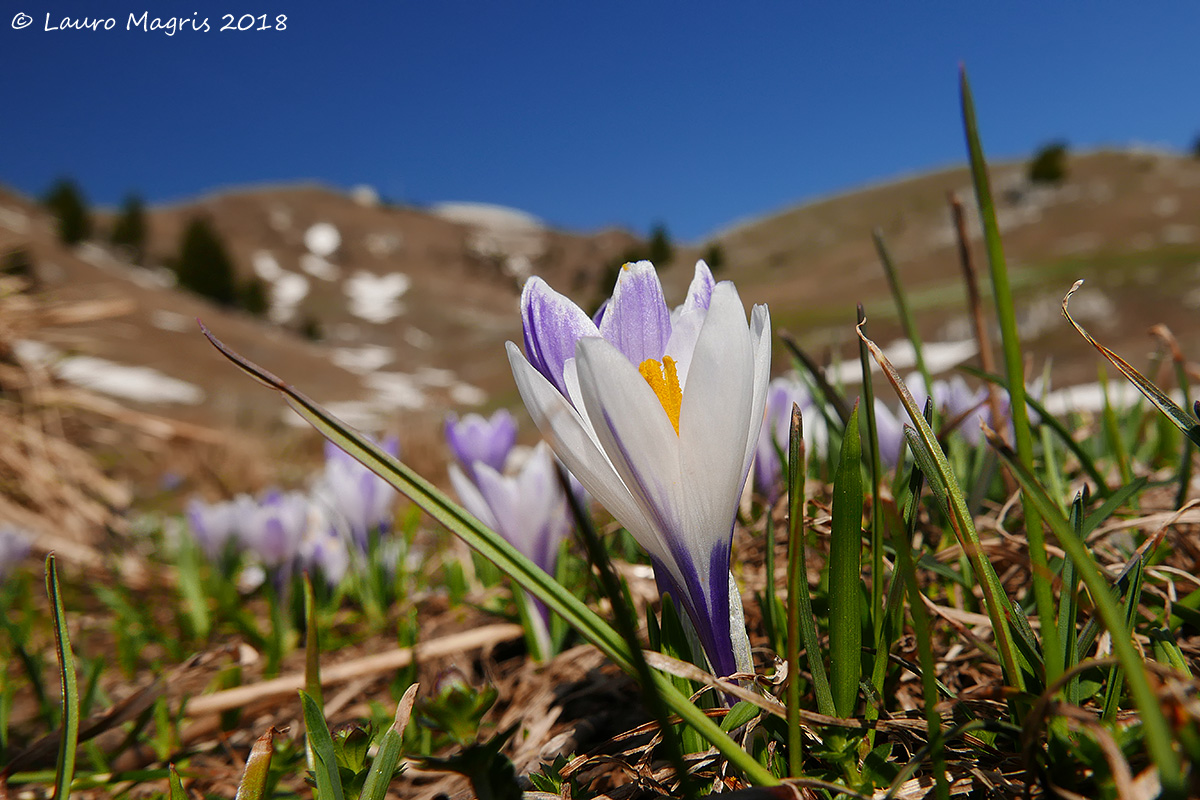 Crocus