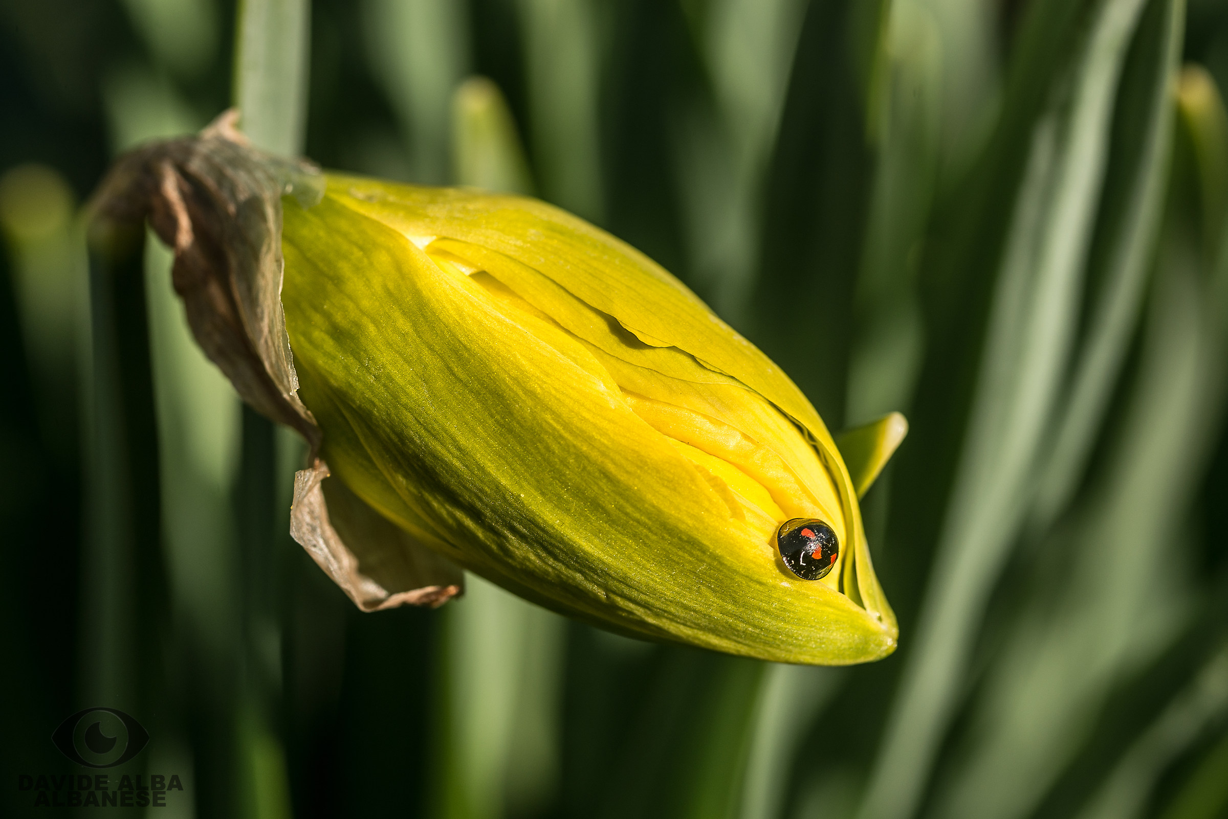 è Primavera, svegliatevi tutti...