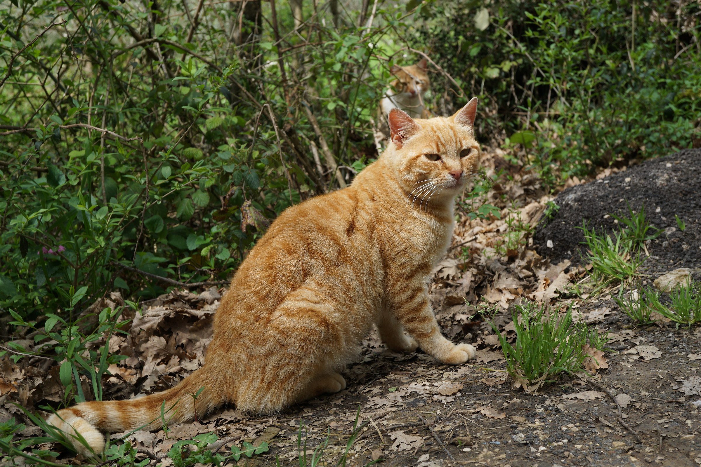 Felis rusticus (gatto di campagna)