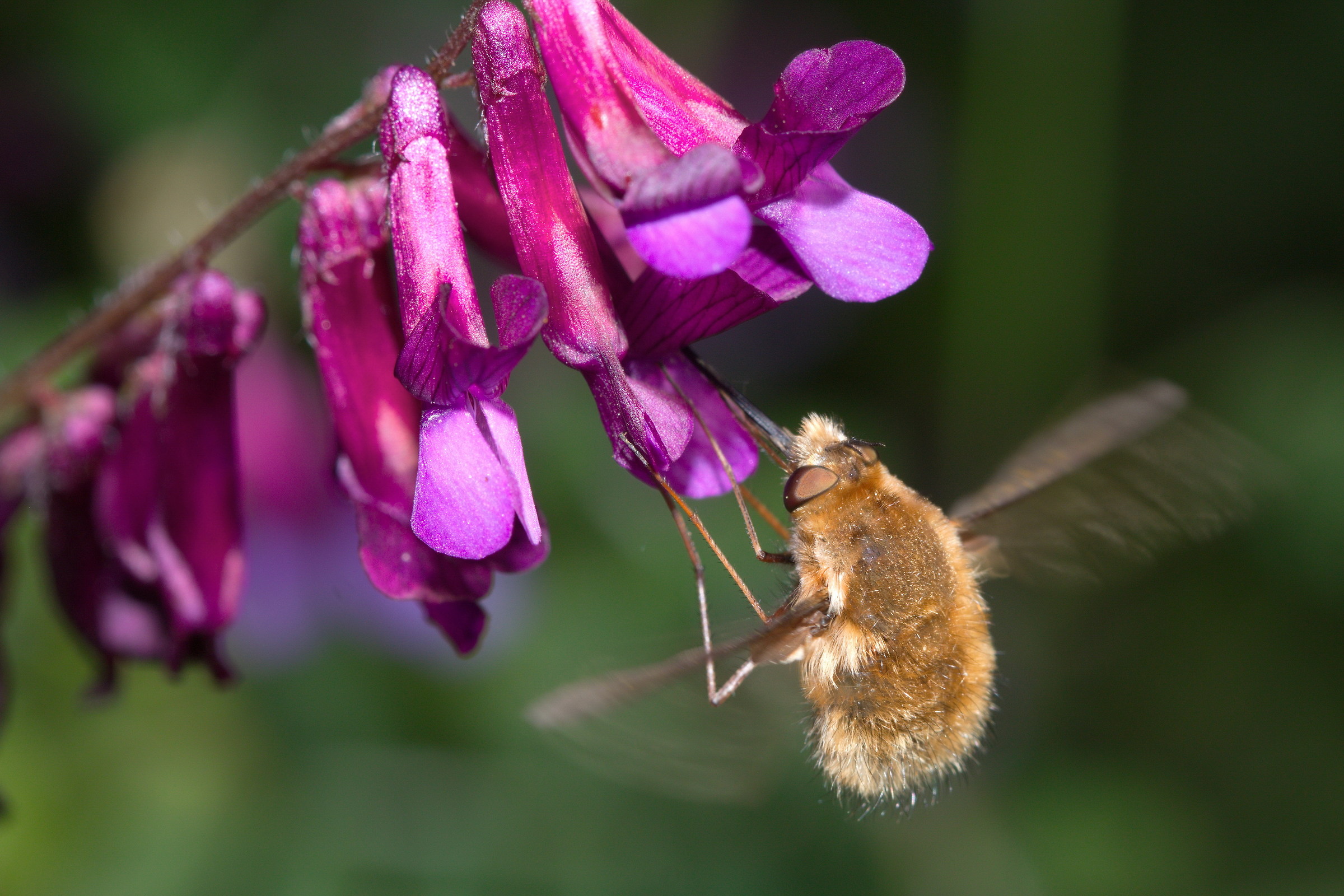 Bombylius major a pranzo