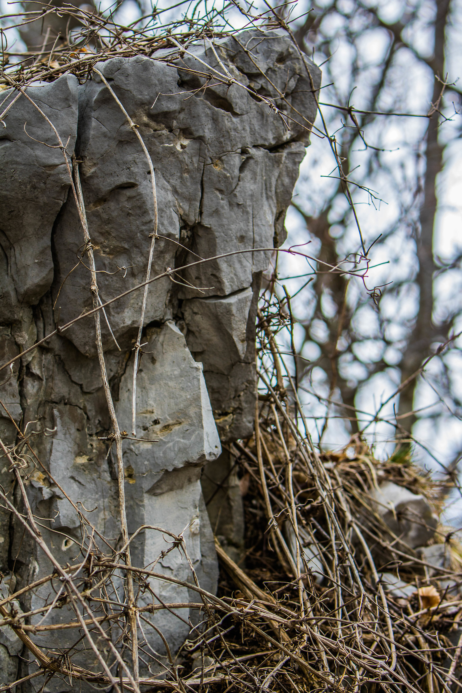 Naso aquilino, fronte alta e sguardo tagliente
