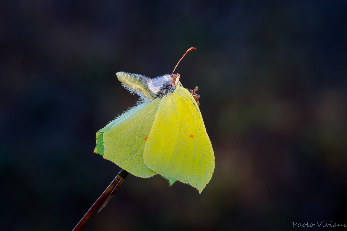 Primo raggio nel buio...