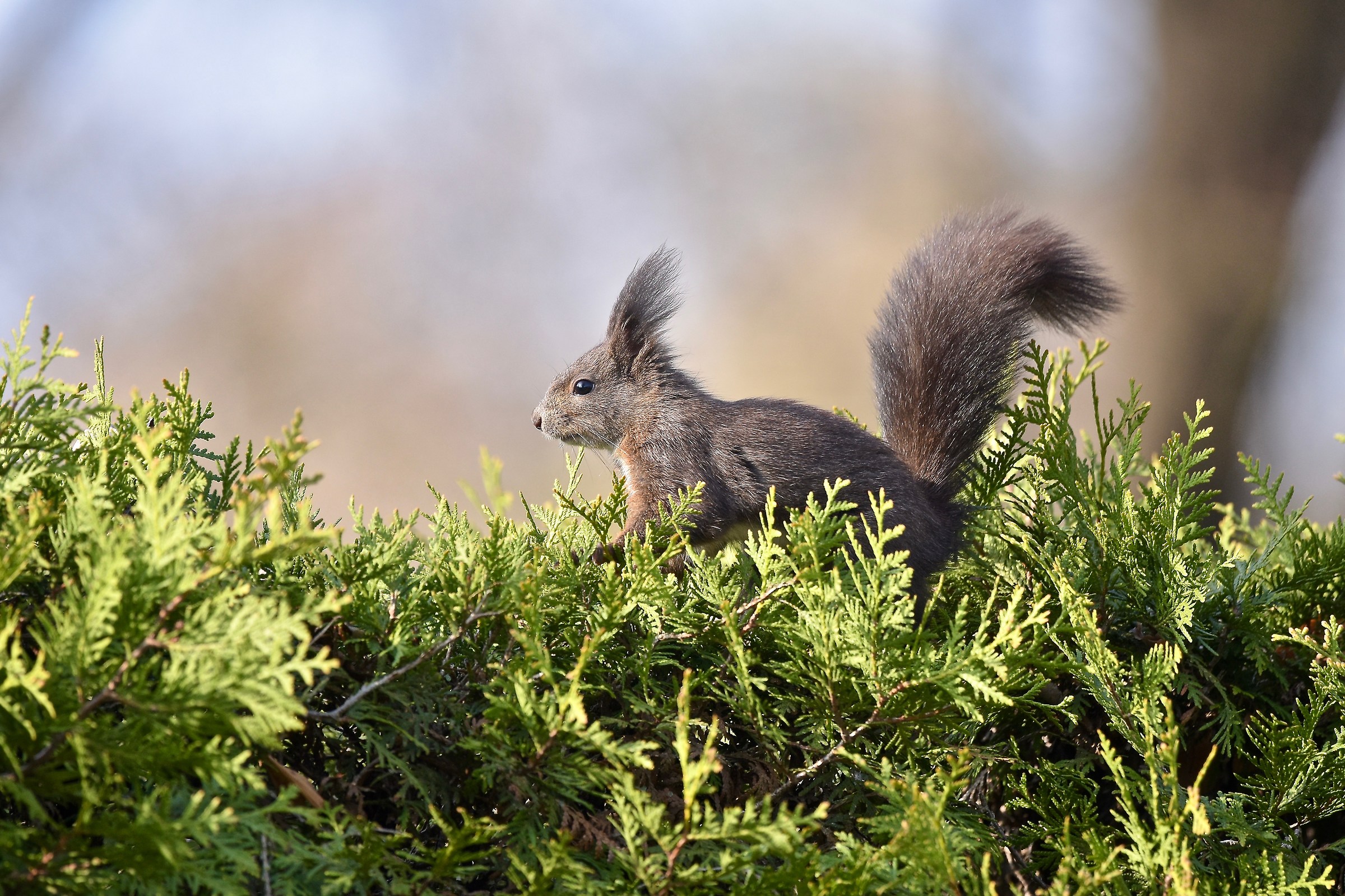 Wonderfully confidant