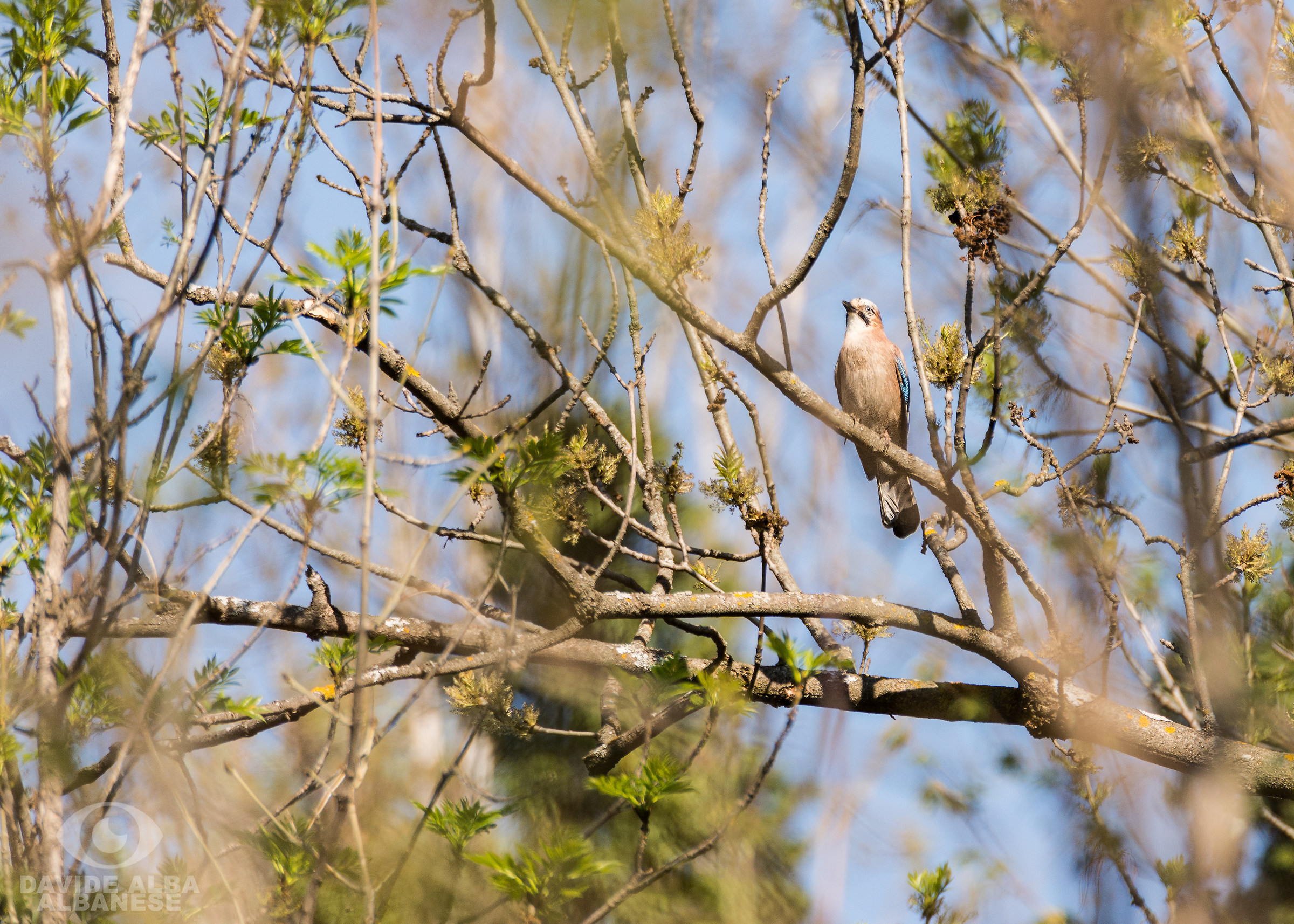 Jay-Garrulus glandarius