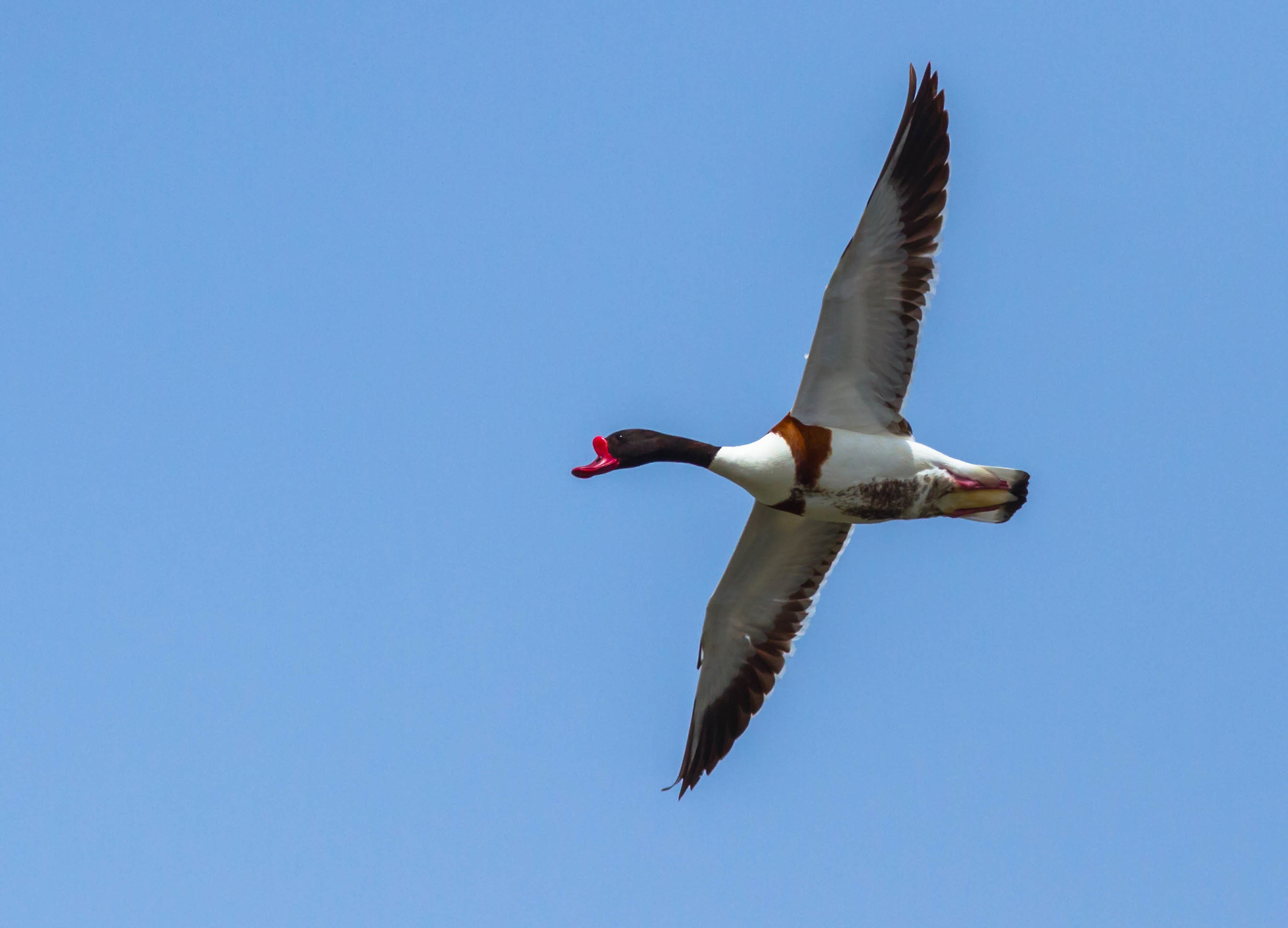Common Shelduck