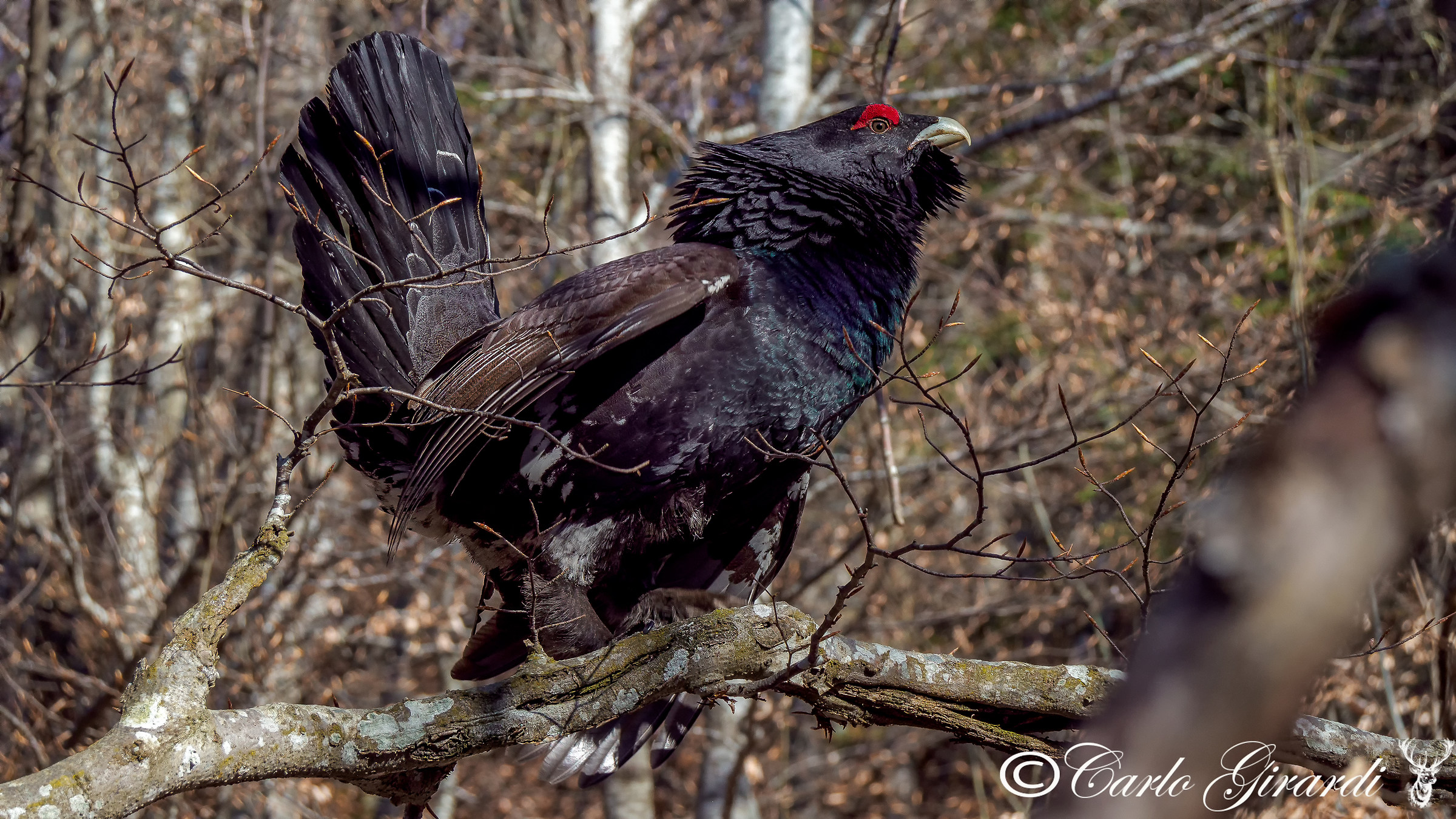 Tetrao urogallus (capercaillie)