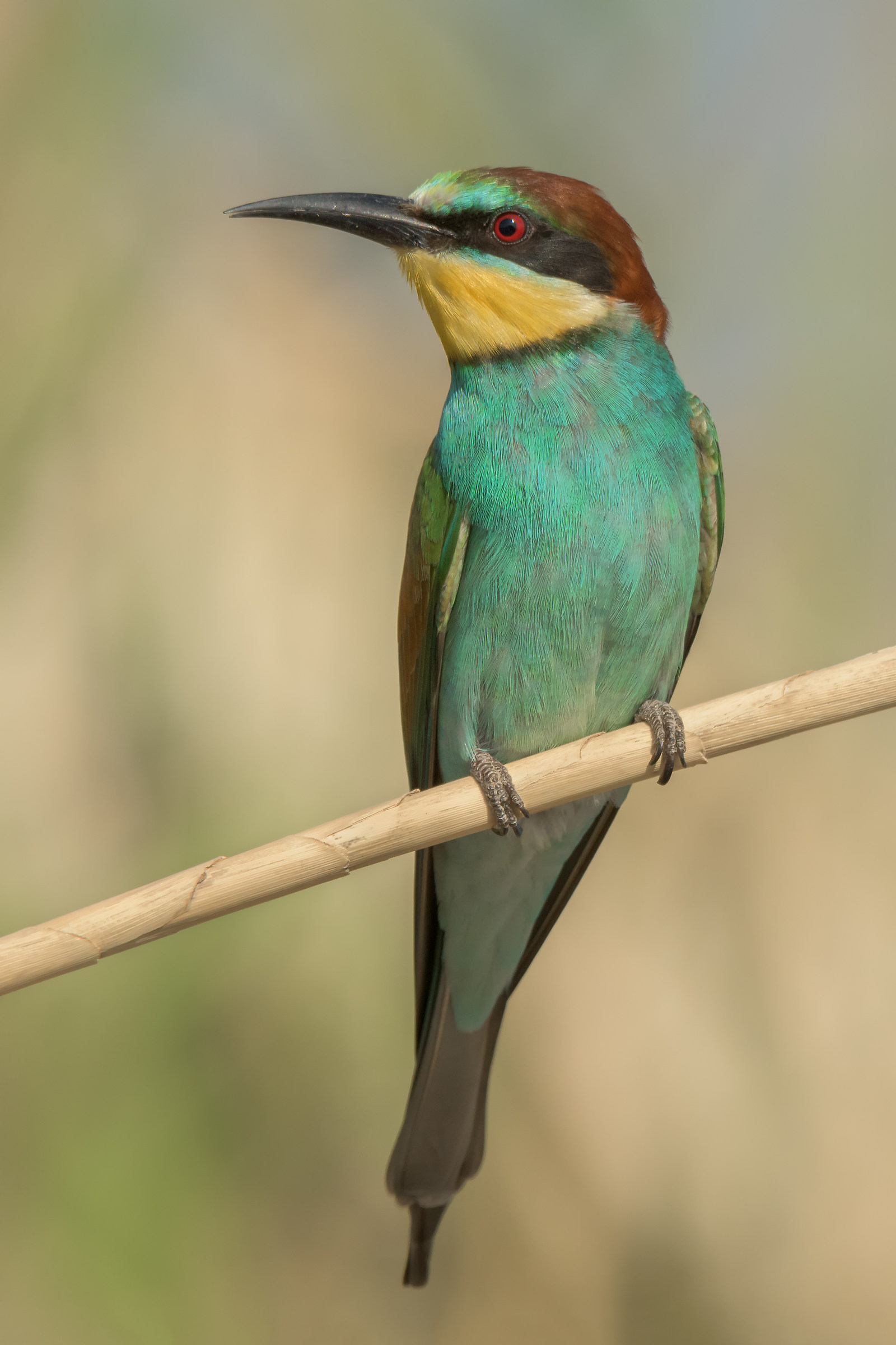 Bee-eater