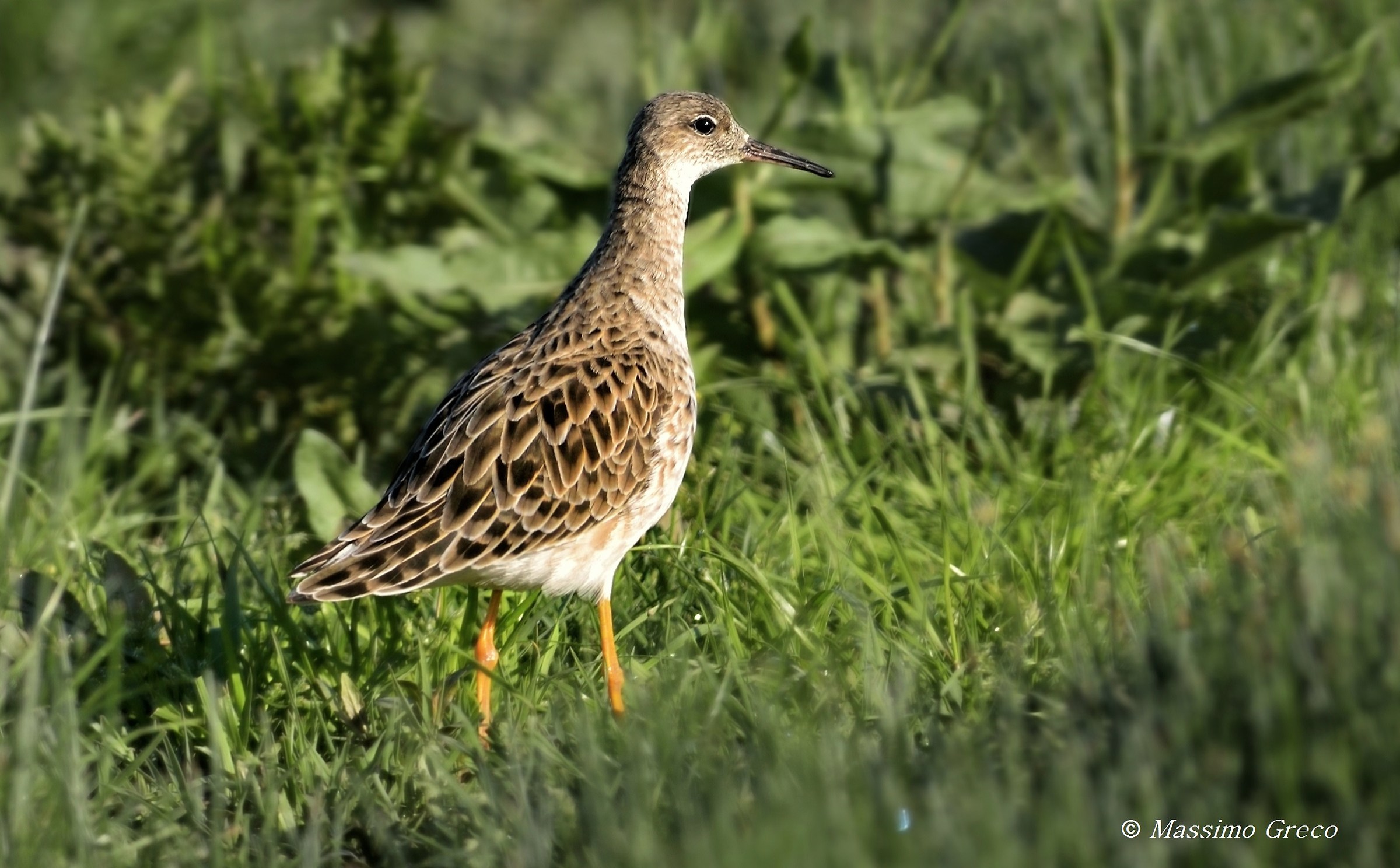 Combattente ( Philomachus pugnax)