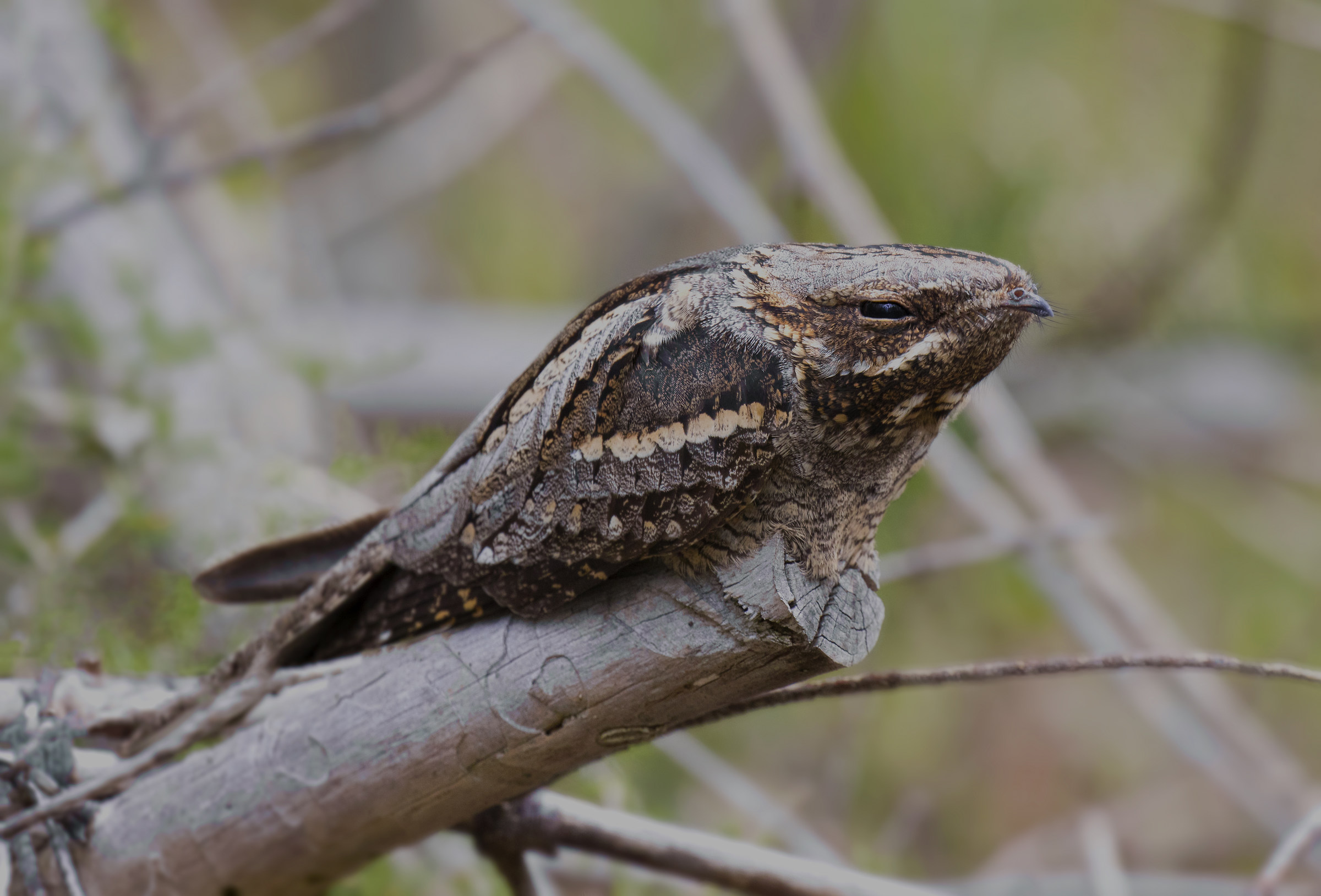 Nightjar