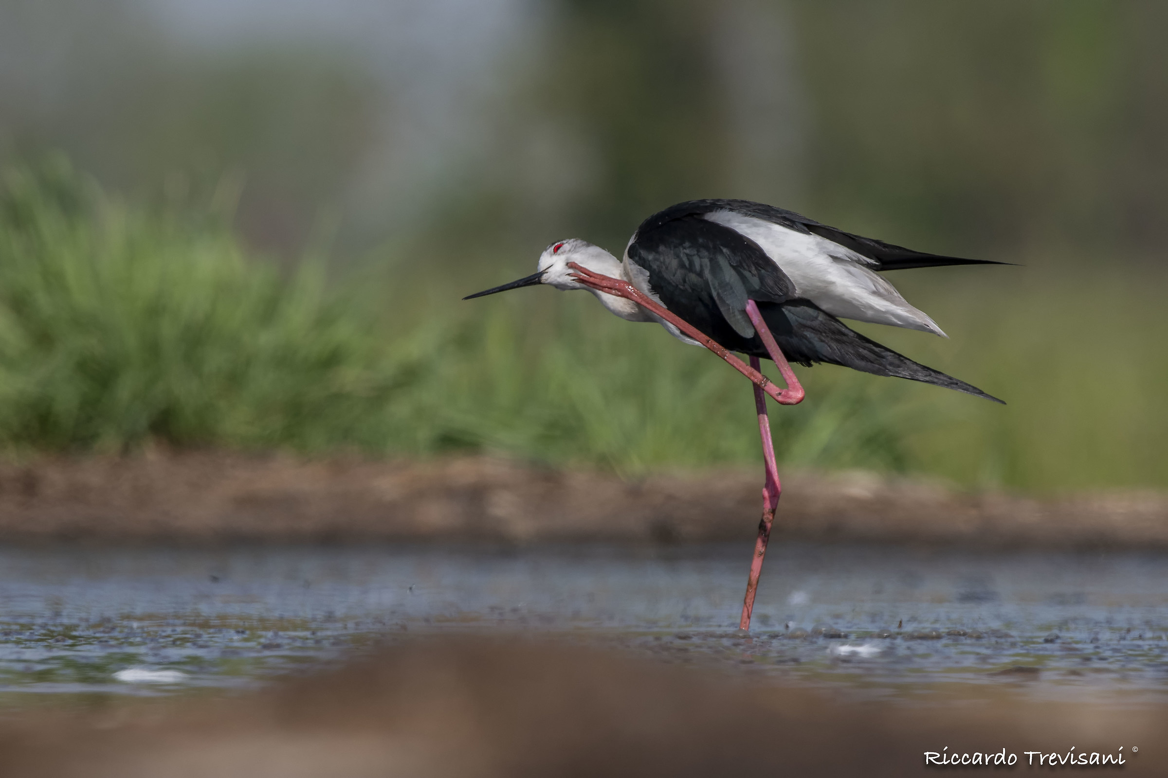 la grattatina del cavaliere