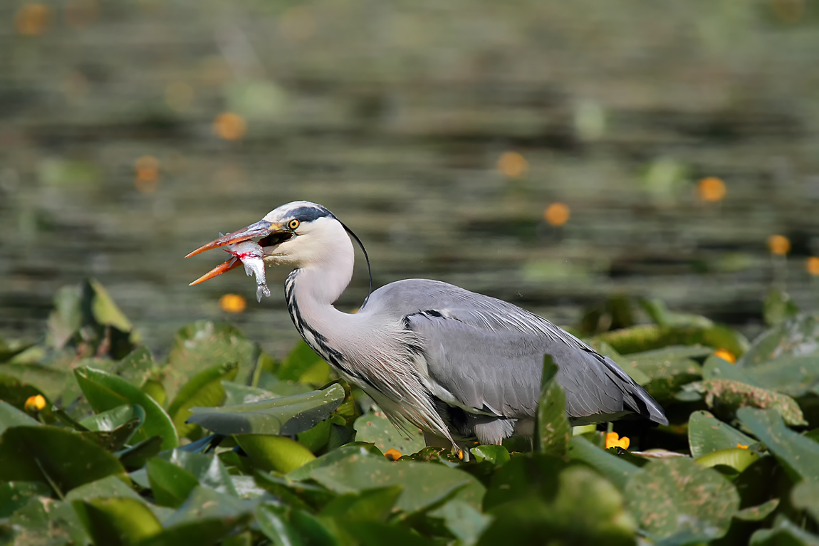 finalmente si mangia