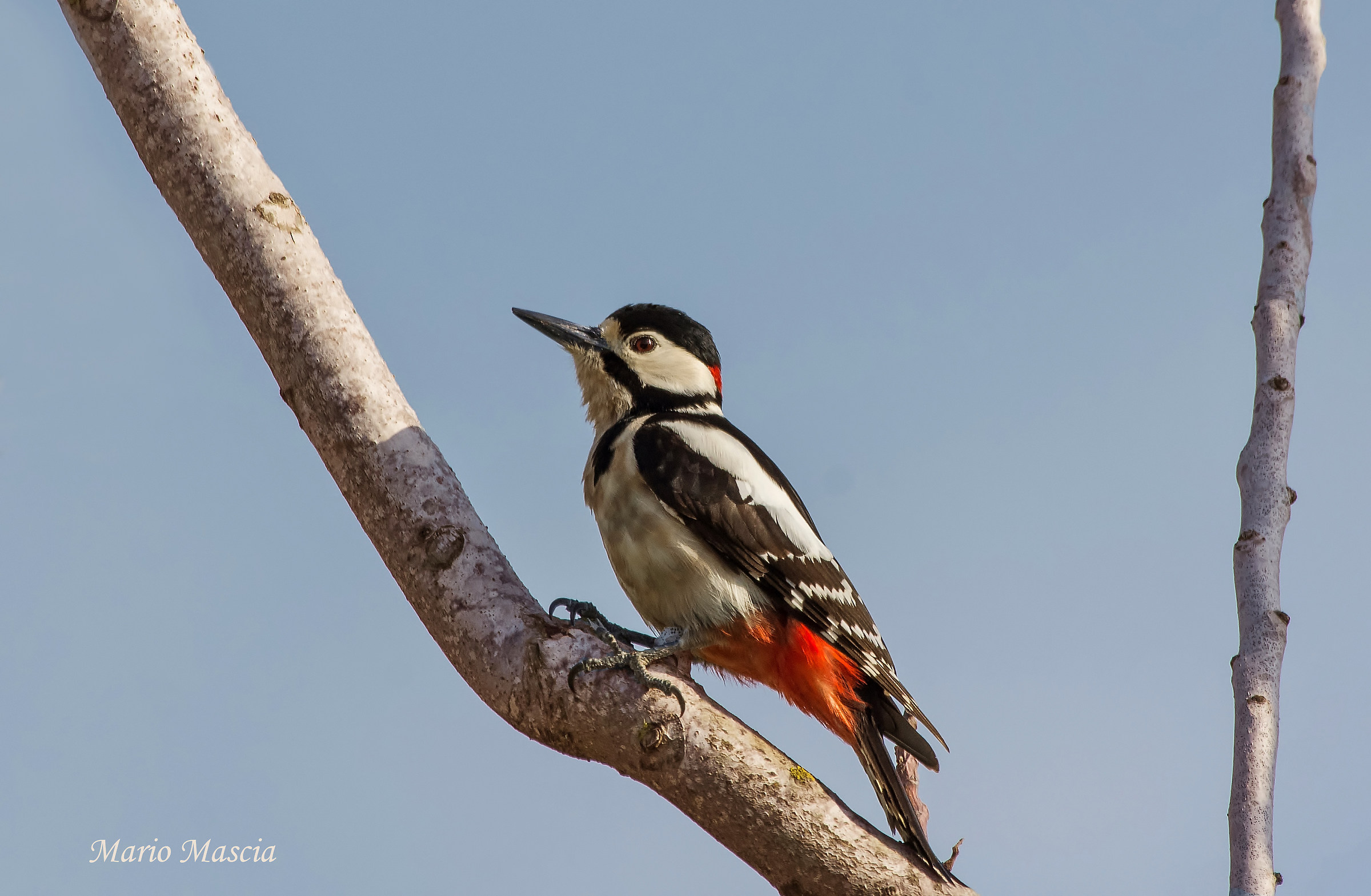 Great spotted Woodpecker