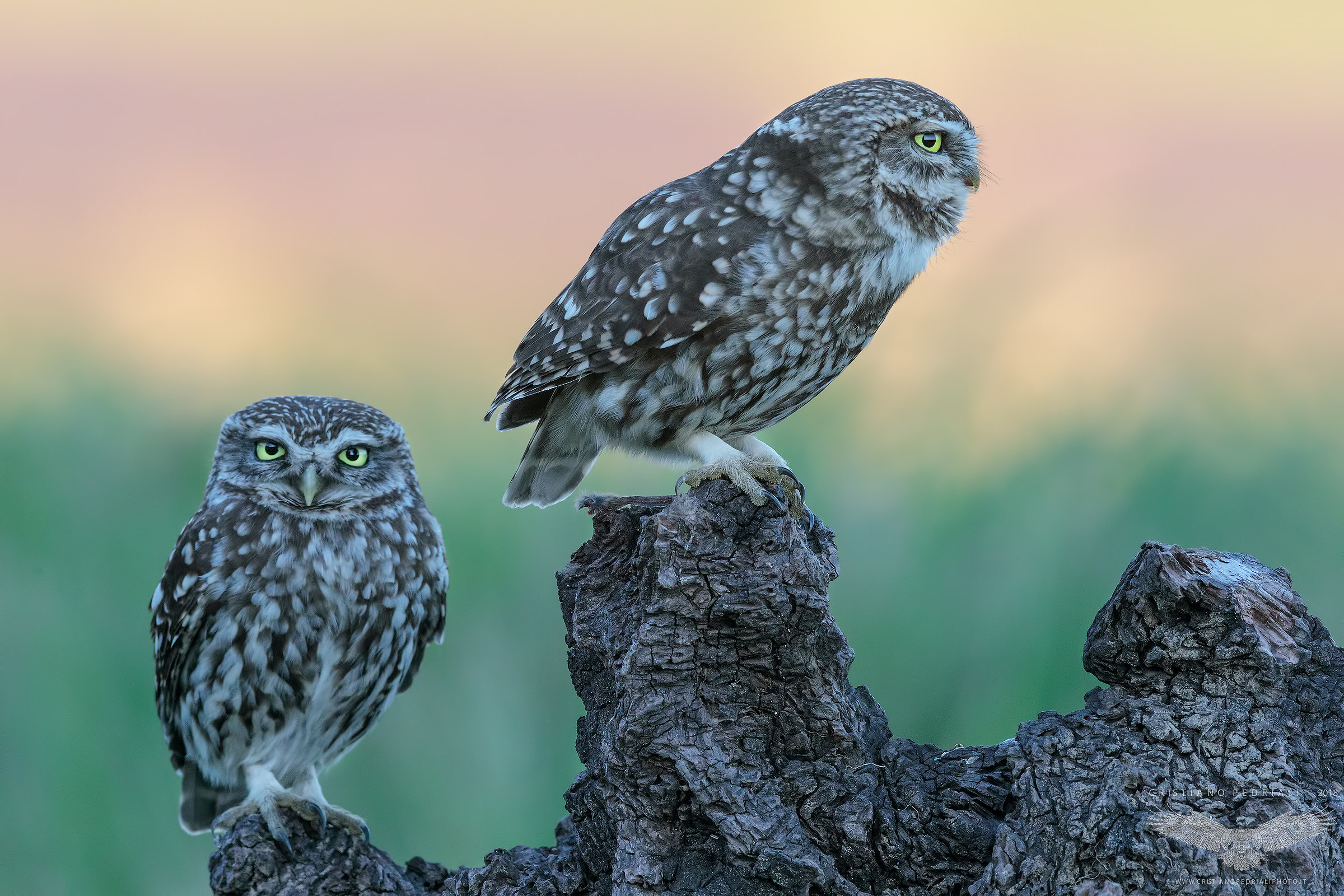 Owls in pairs ...