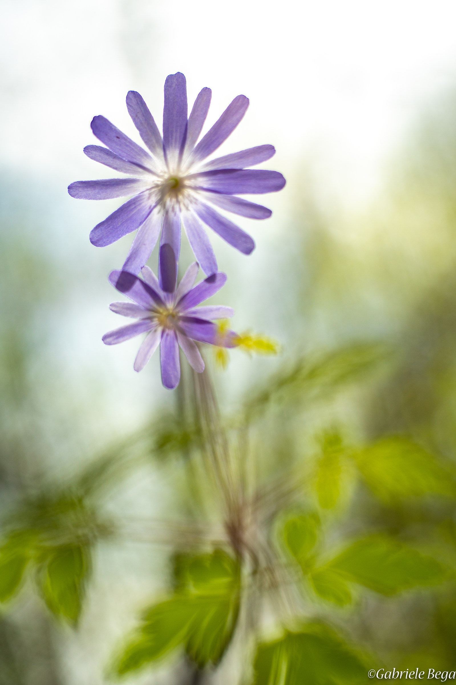 Anemone viola in trasparenza
