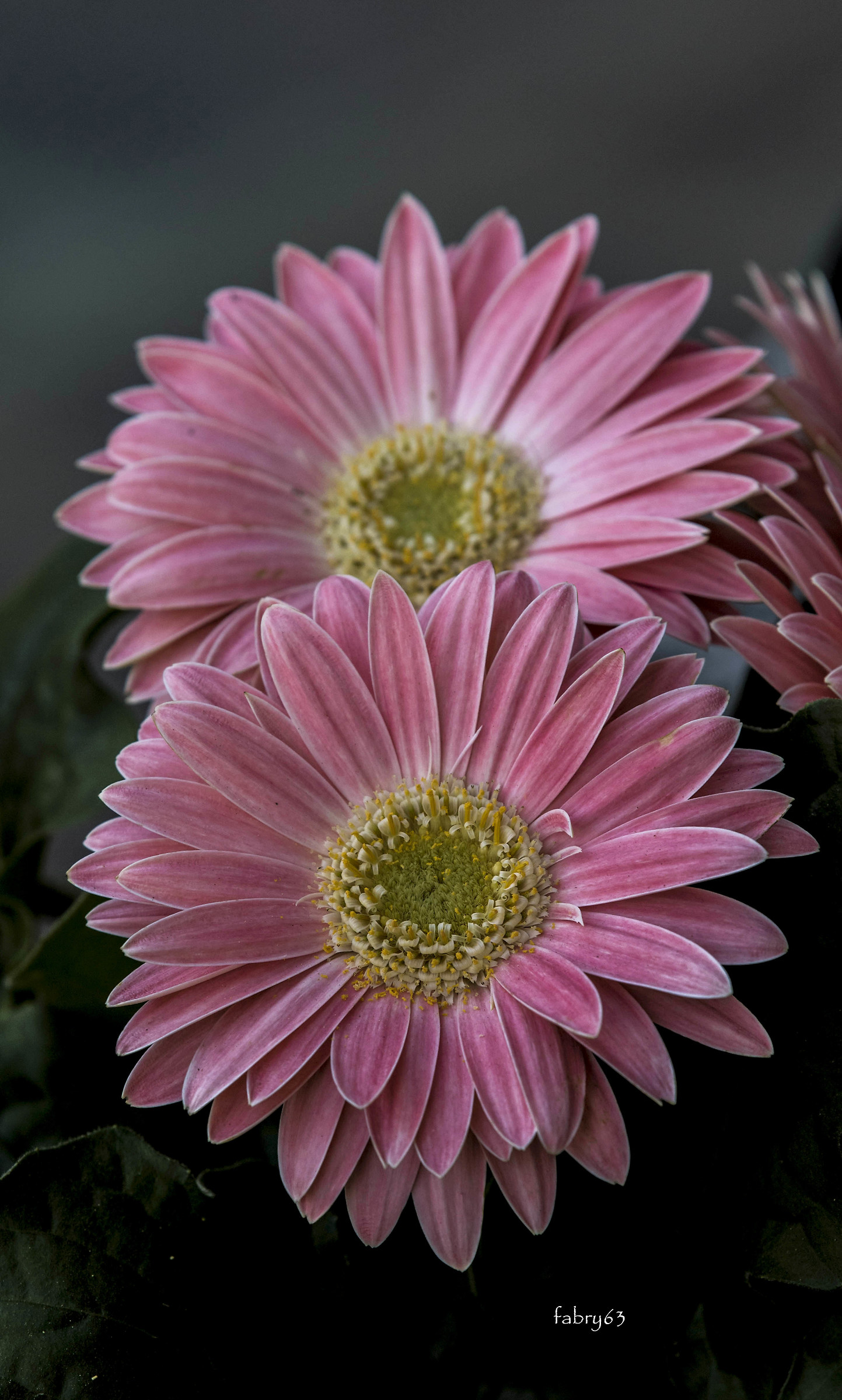 Gerbera