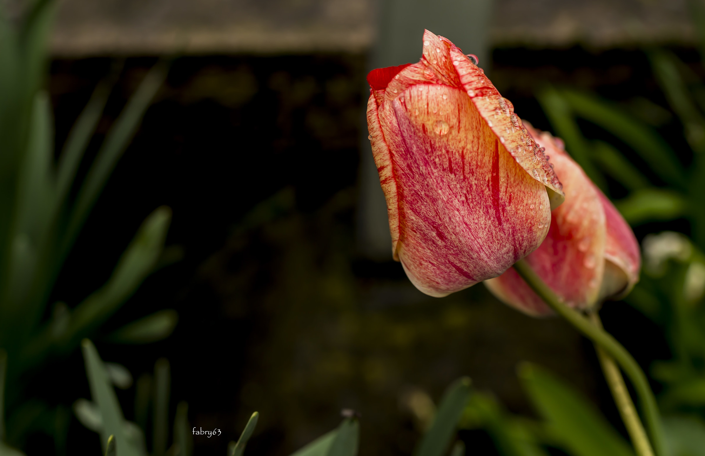 Tulip