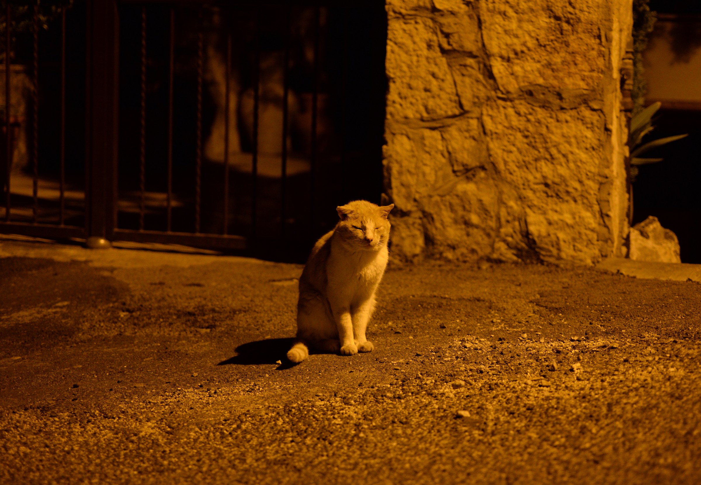 Piccolo gattone al lume di lampione