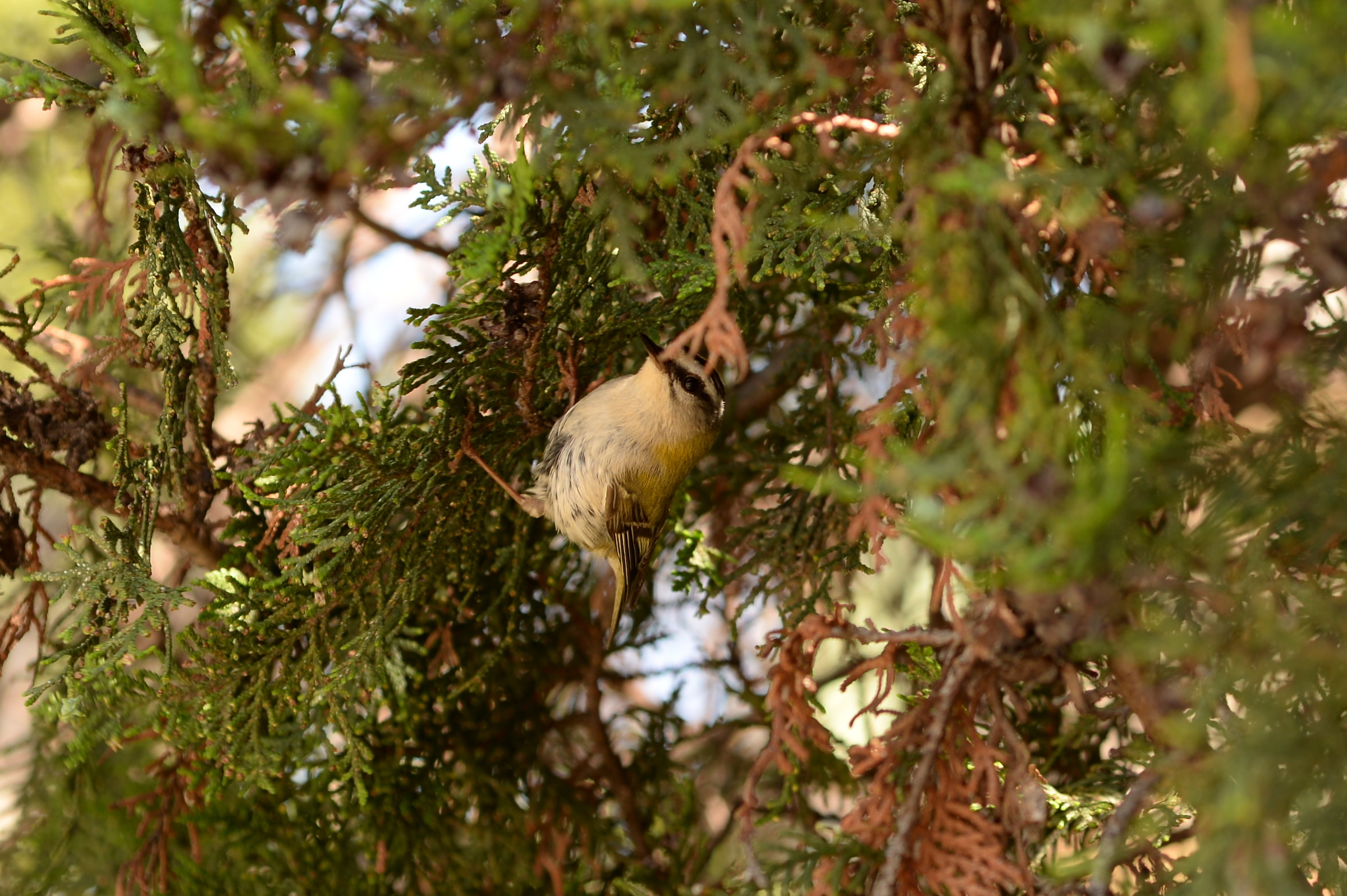 Cinciarella cucciola