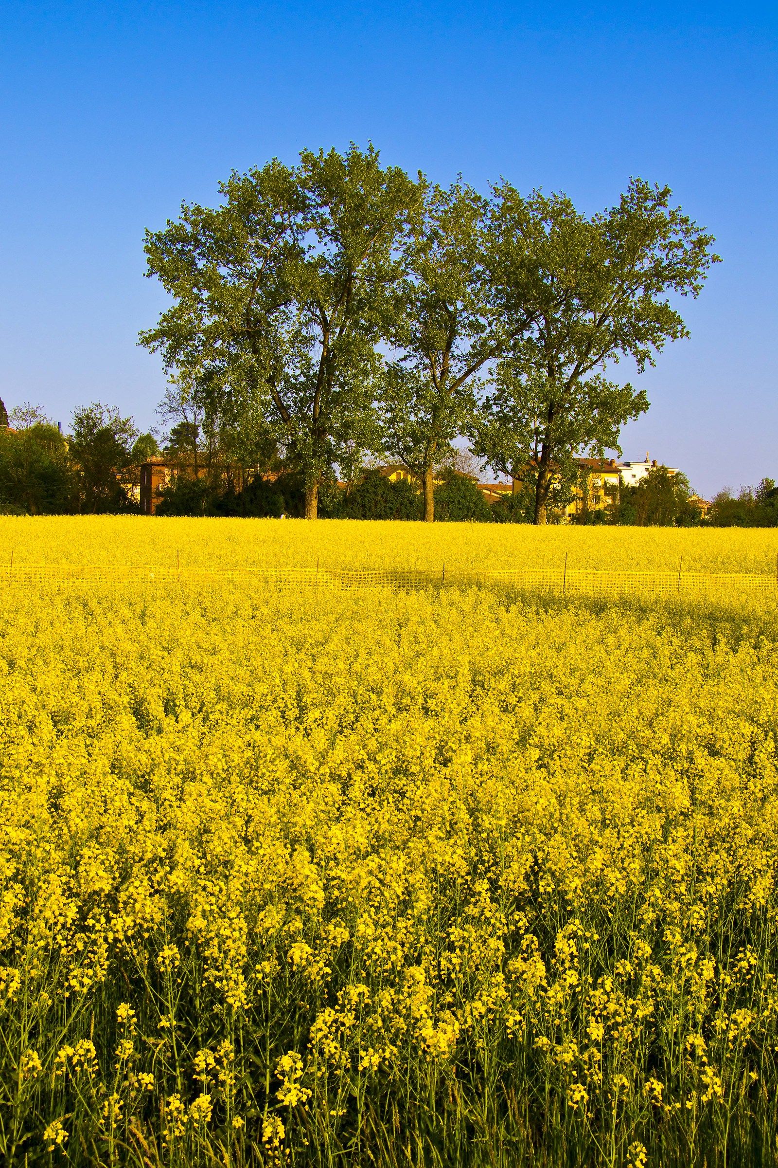 Rapeseed field