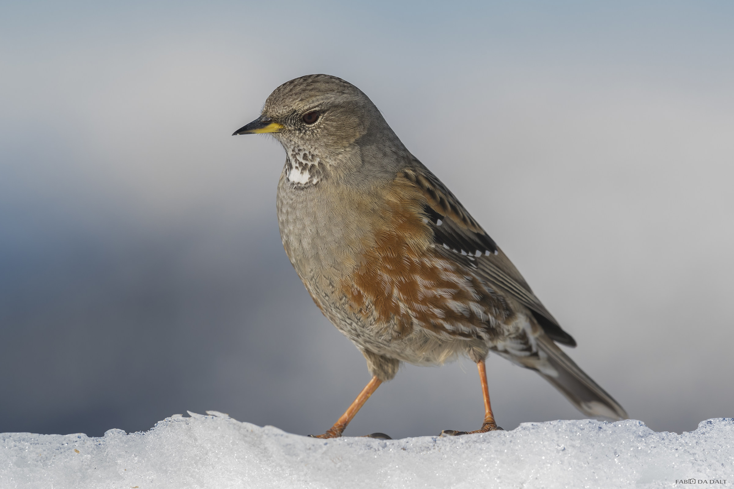 Alpine accentor