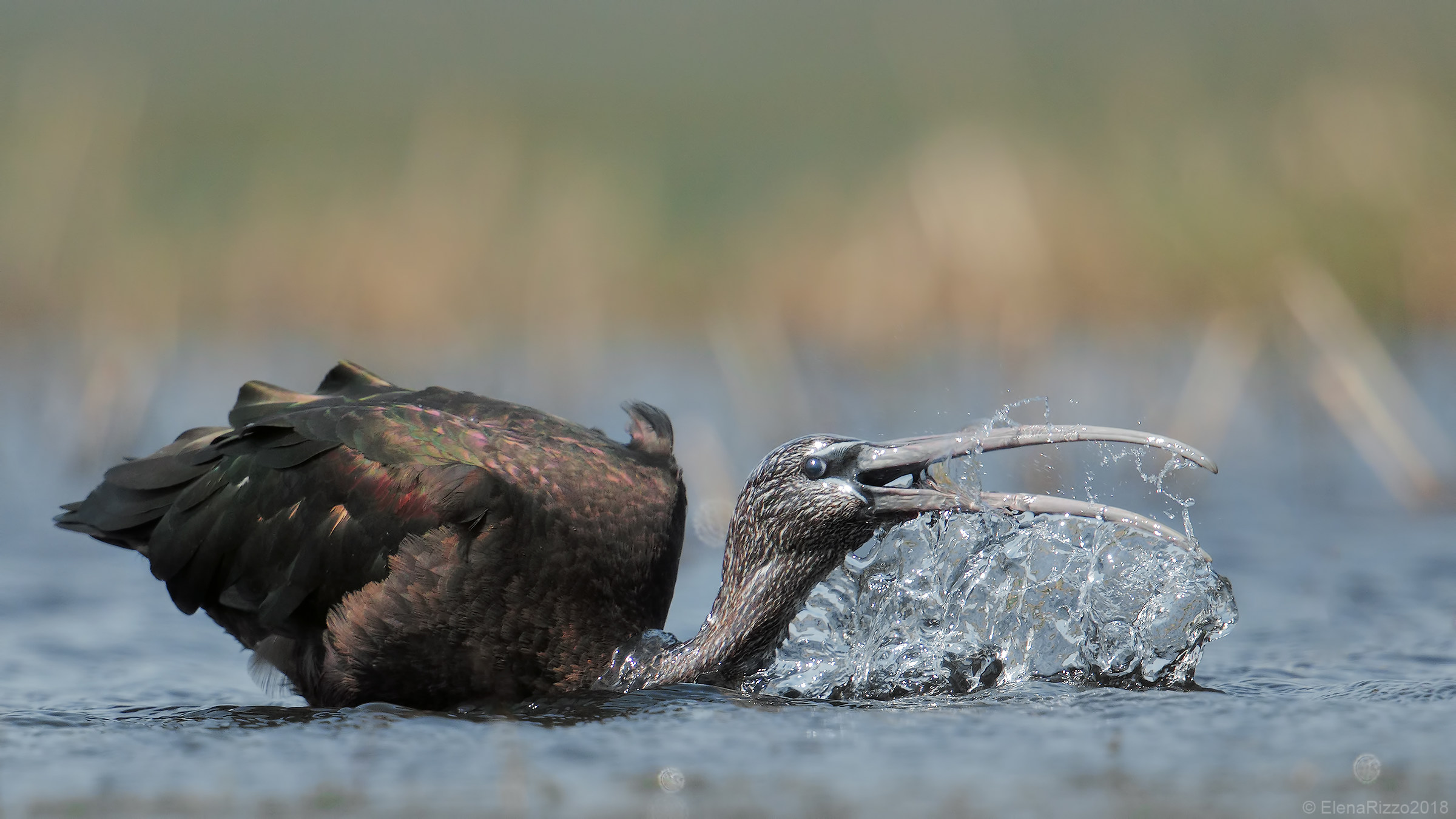 Glossy ibis