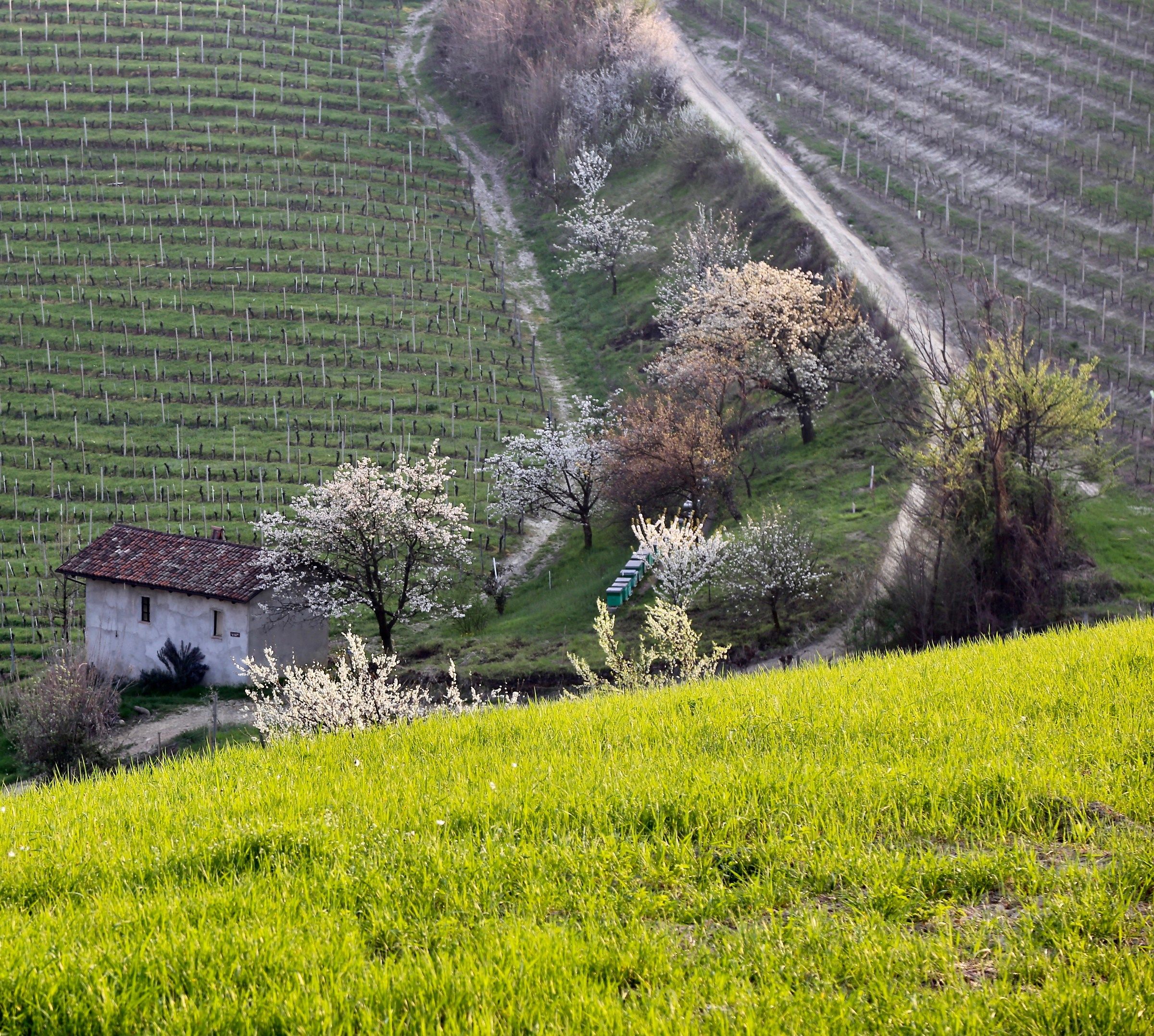 Primavera al ciabòt del Pàrla (Diano d'Alb...