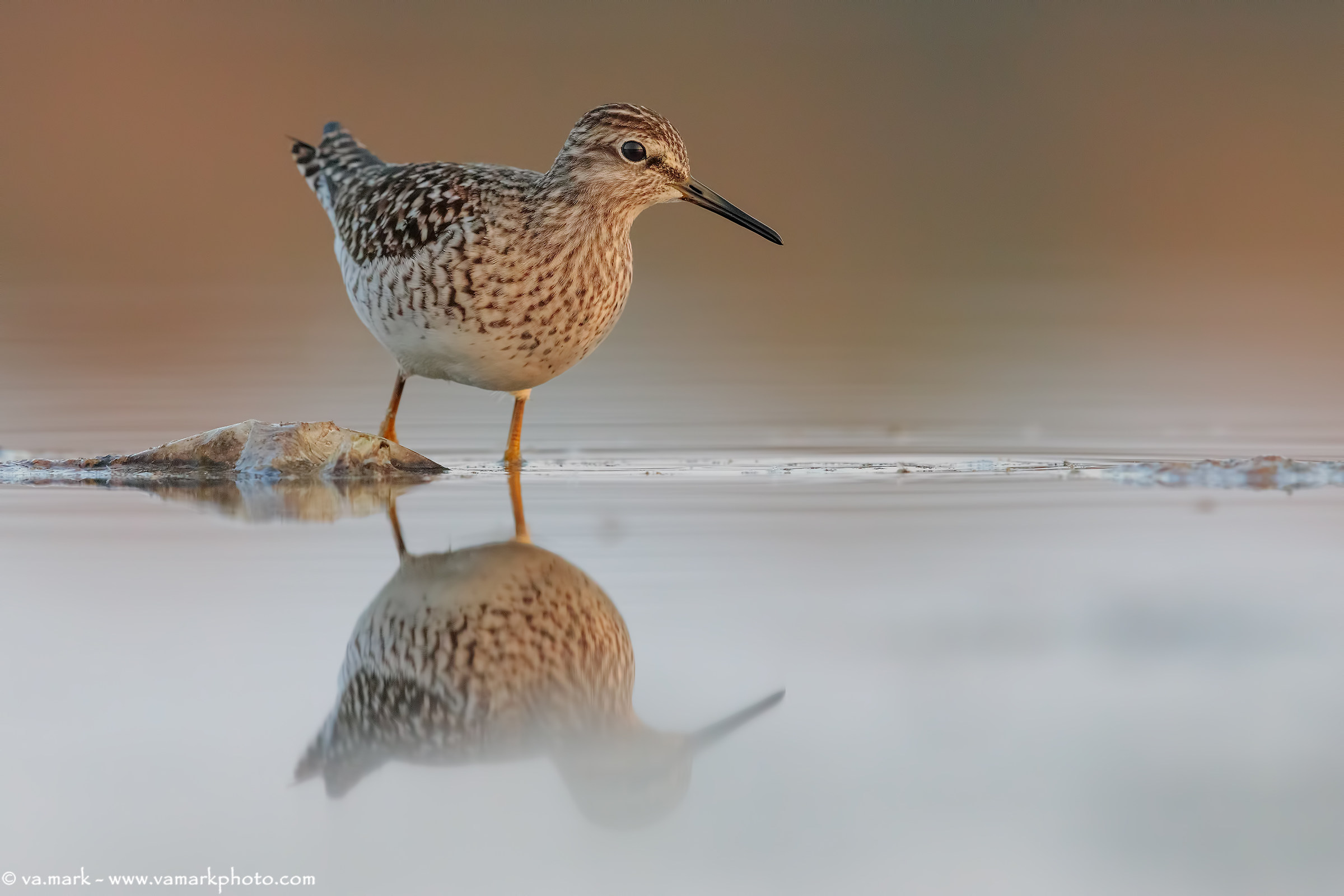 Piro Piro Boschereccio