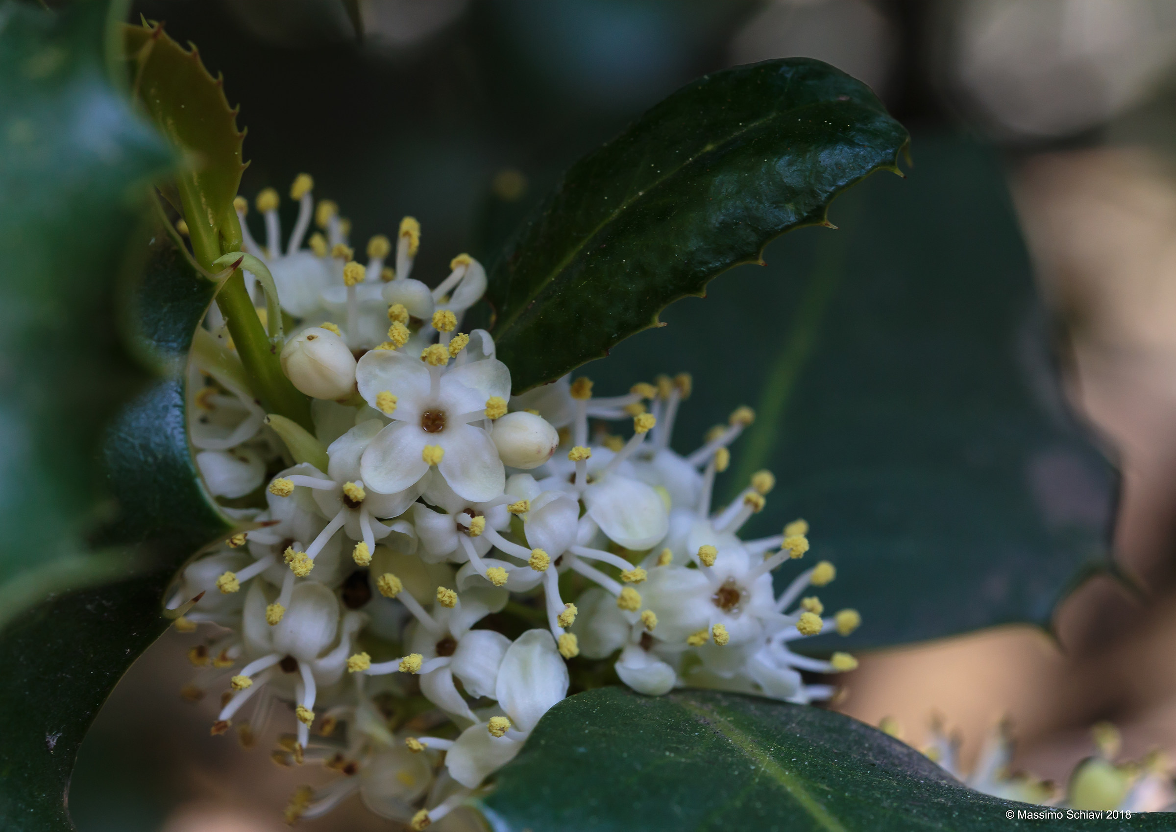 Fiori di Agrifoglio - Ilex aquifolium L.