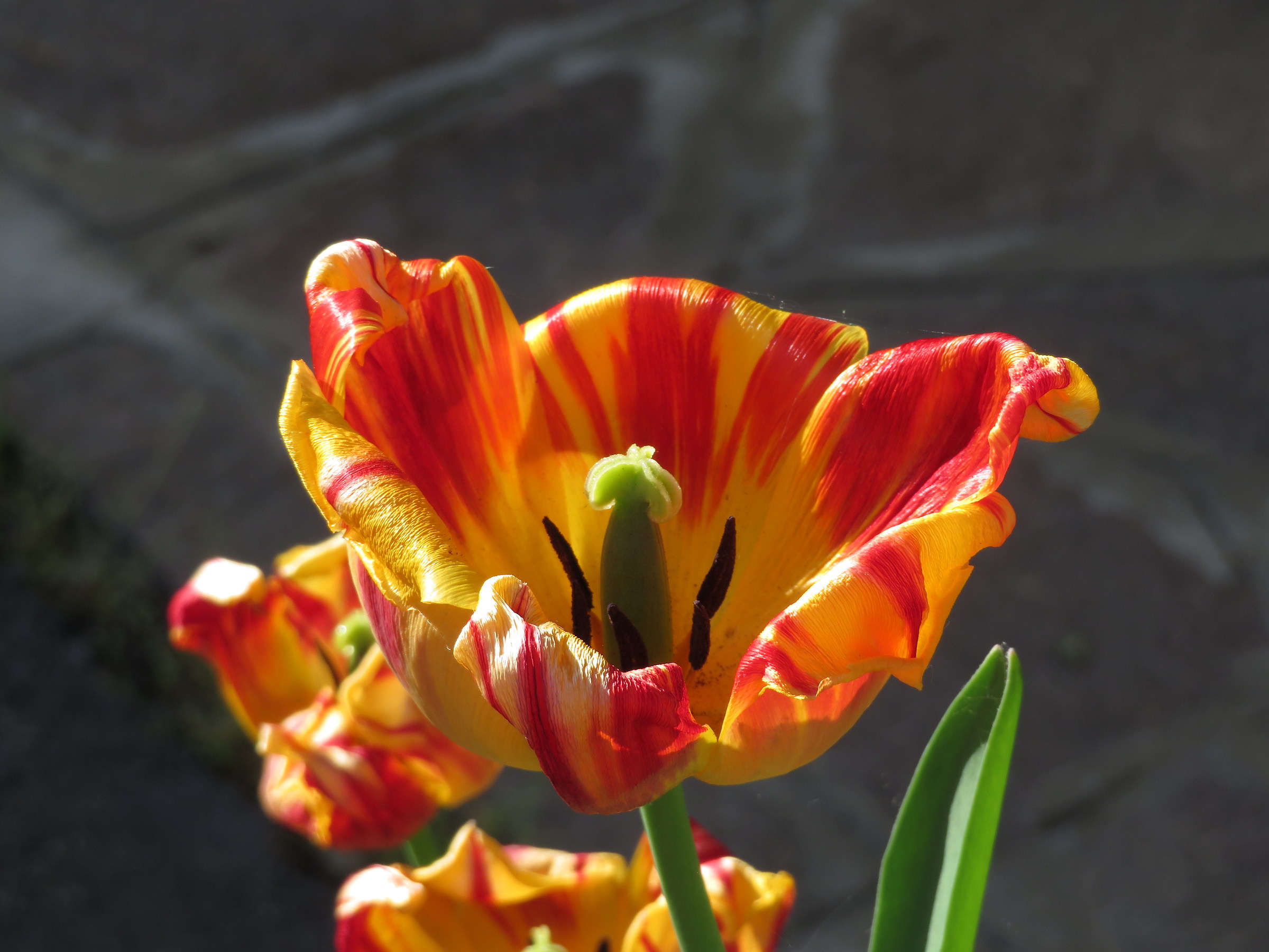 Open tulip