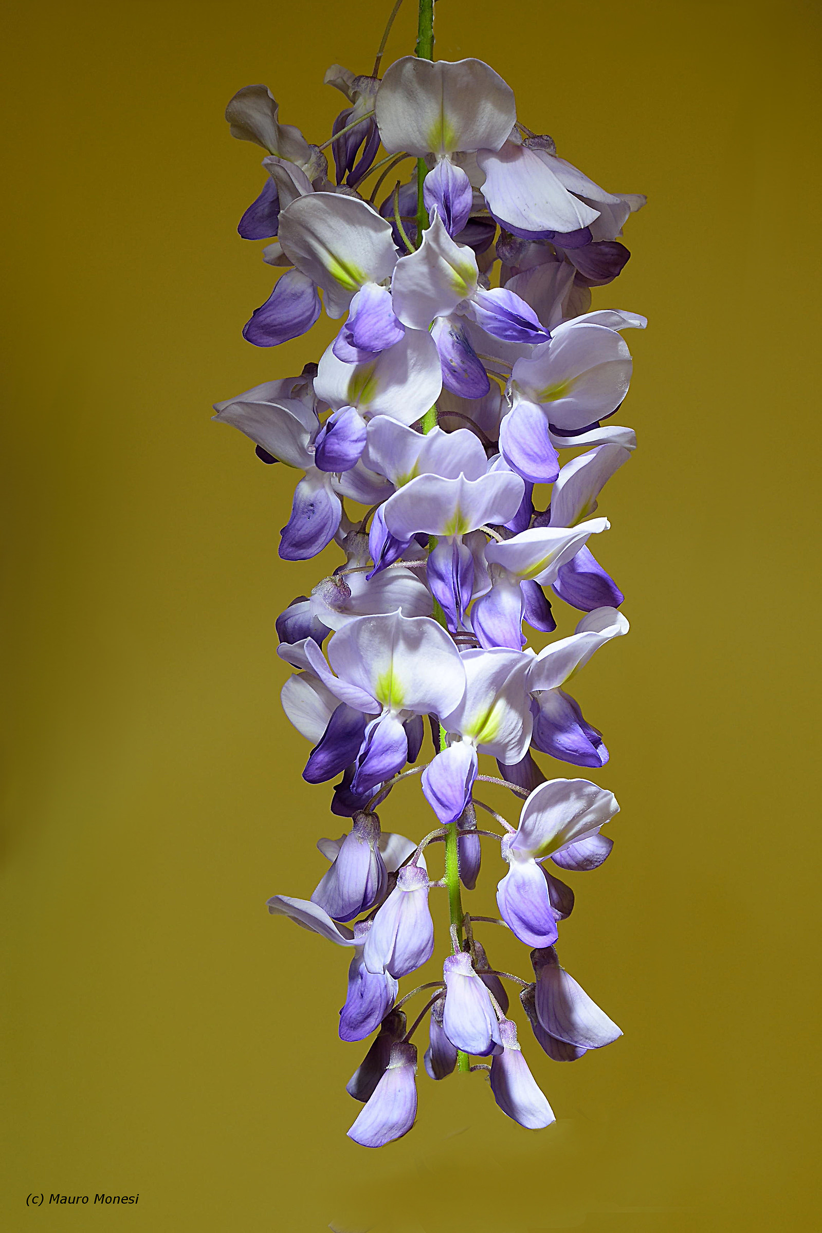 Wisteria
