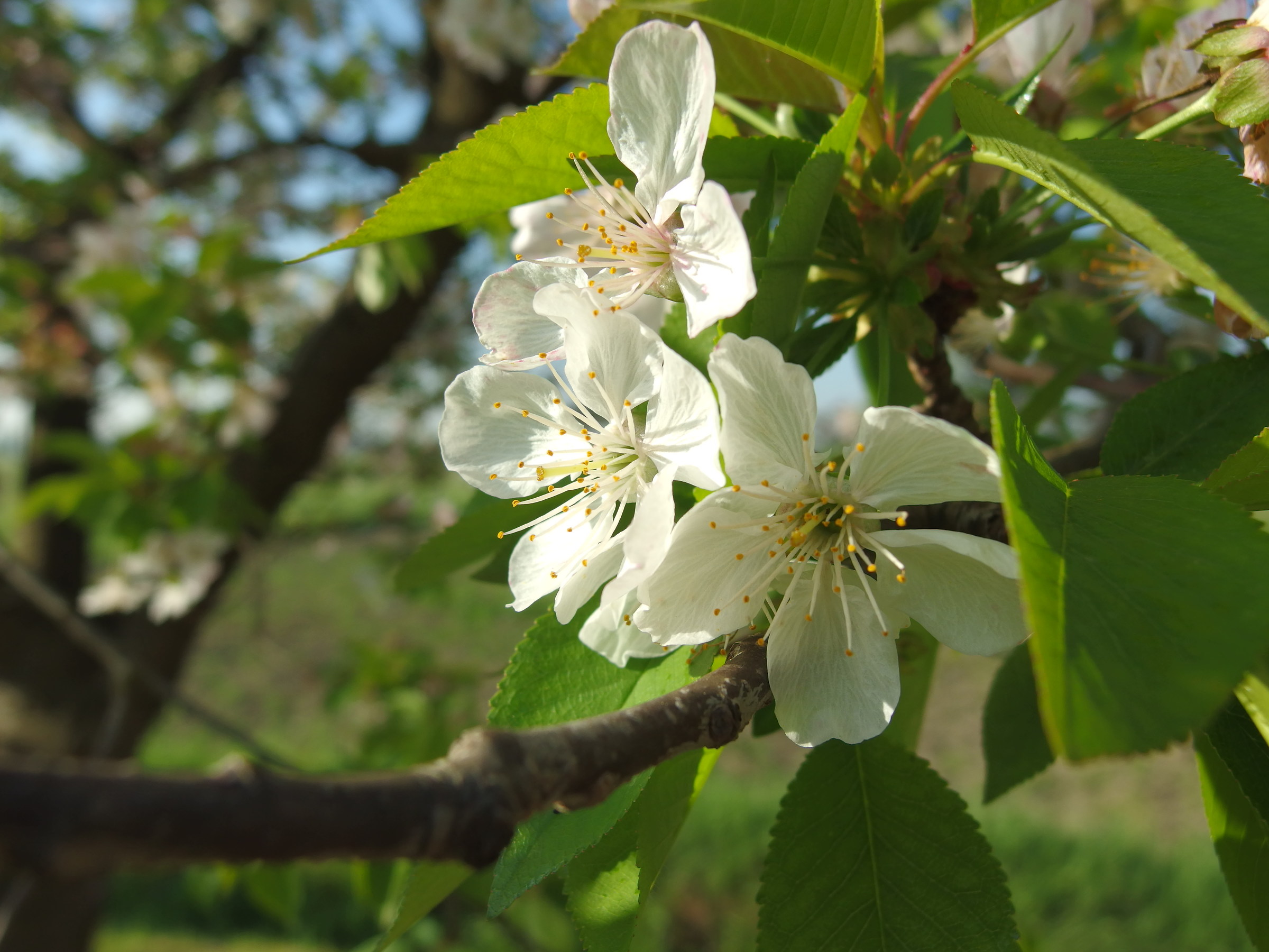 Florilegio primaverile
