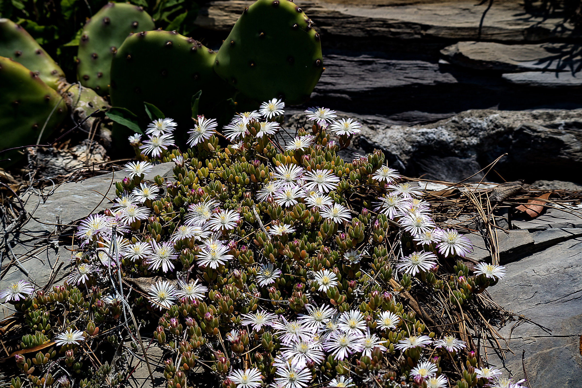 Succulents on the seashore