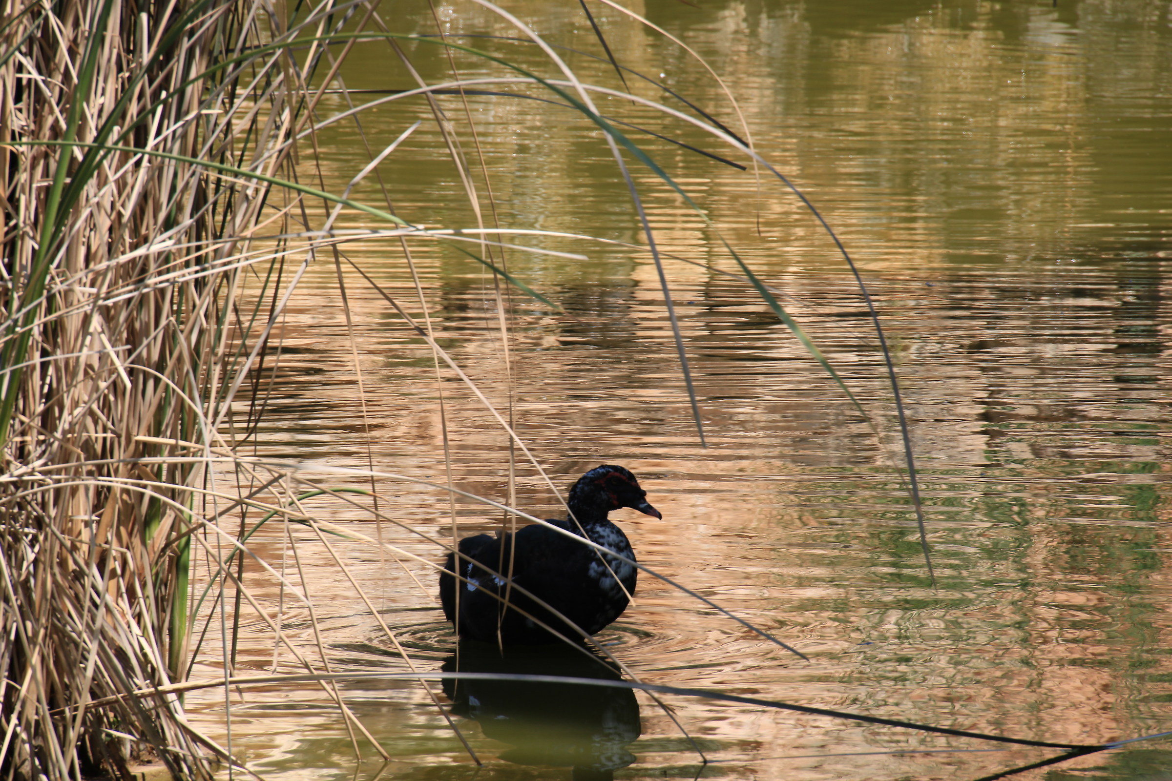 Wild life in Jerusalem