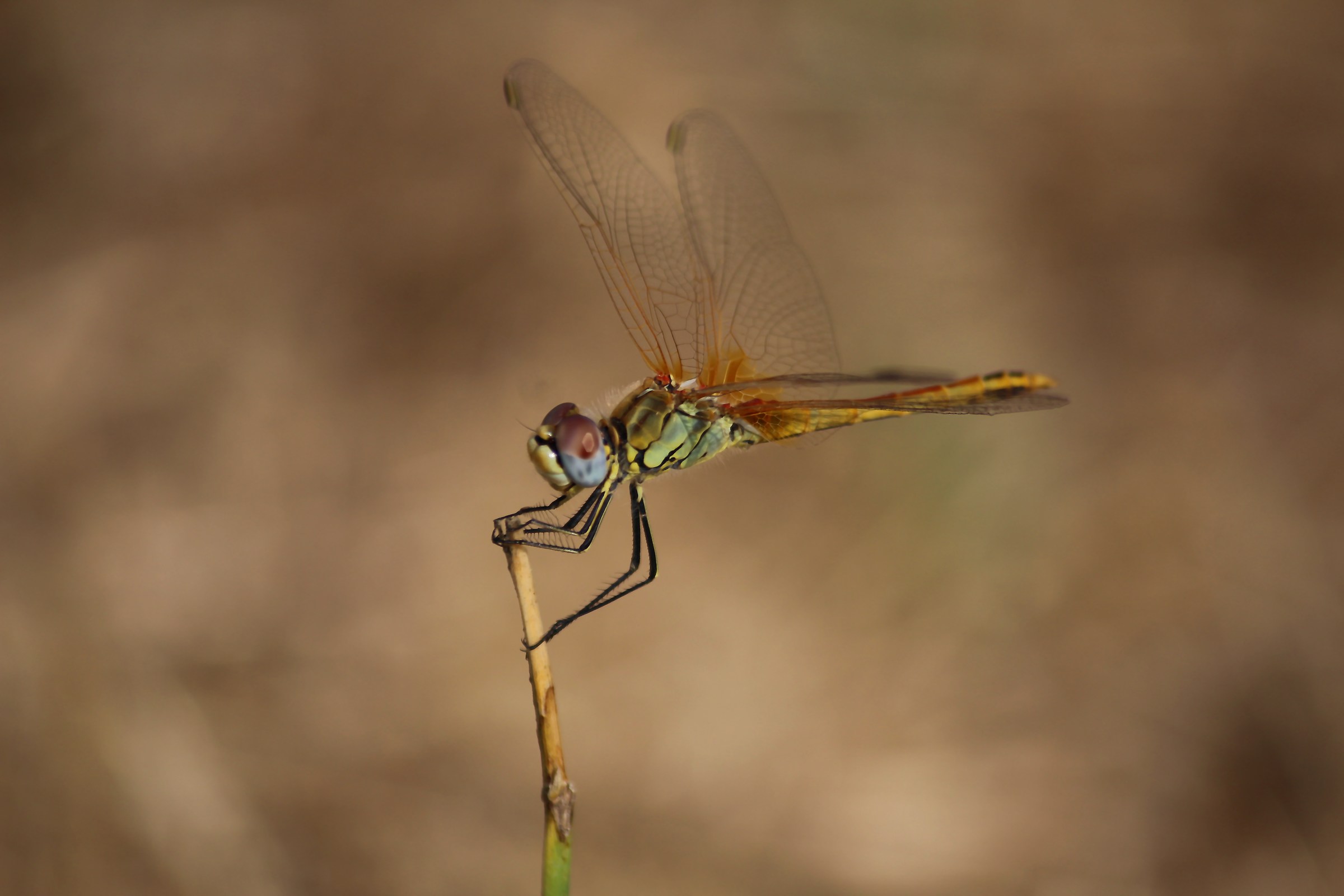 Libellula