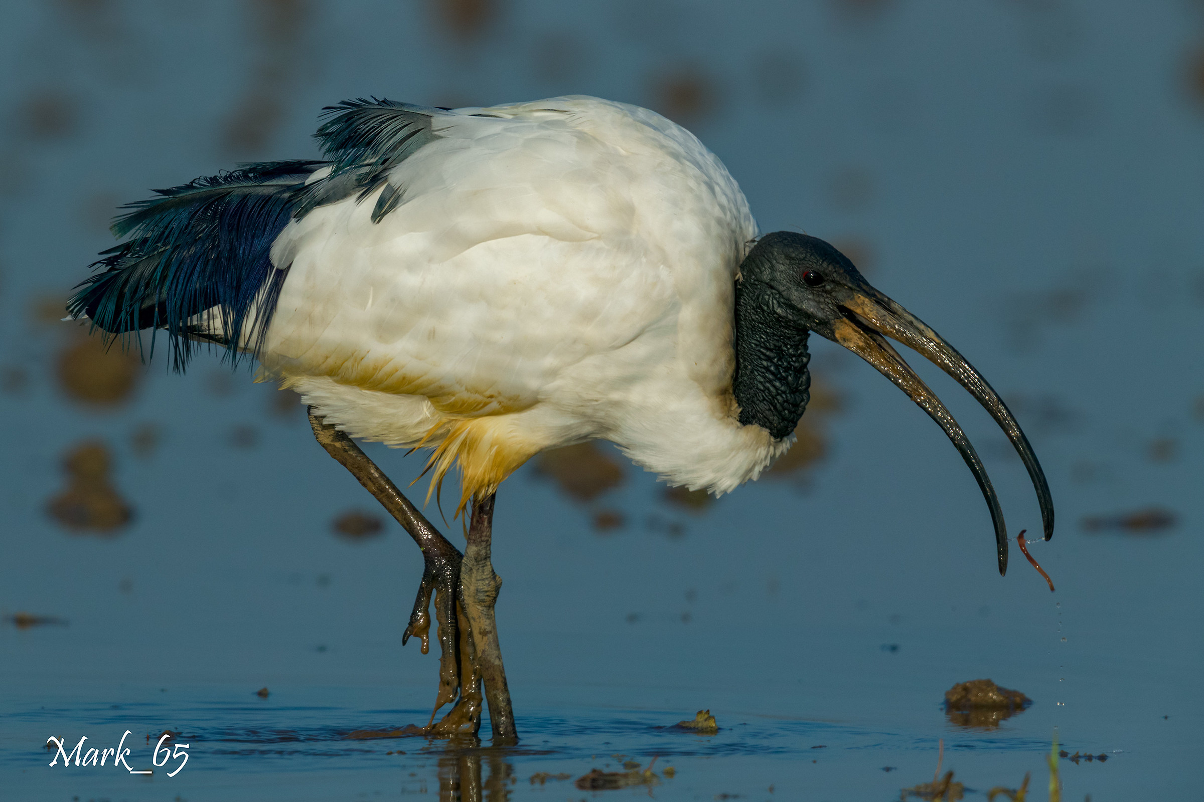 African sacred Ibis