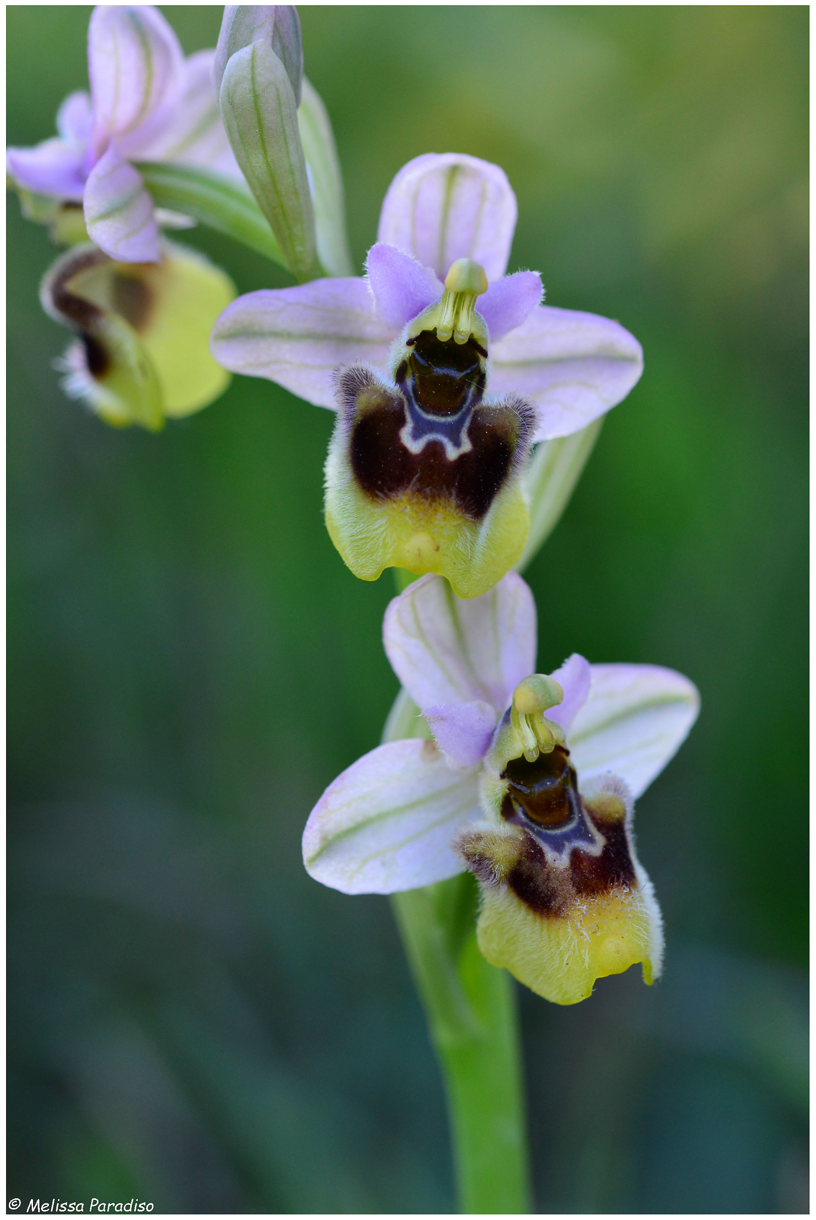 Ophrys tenthredinifera