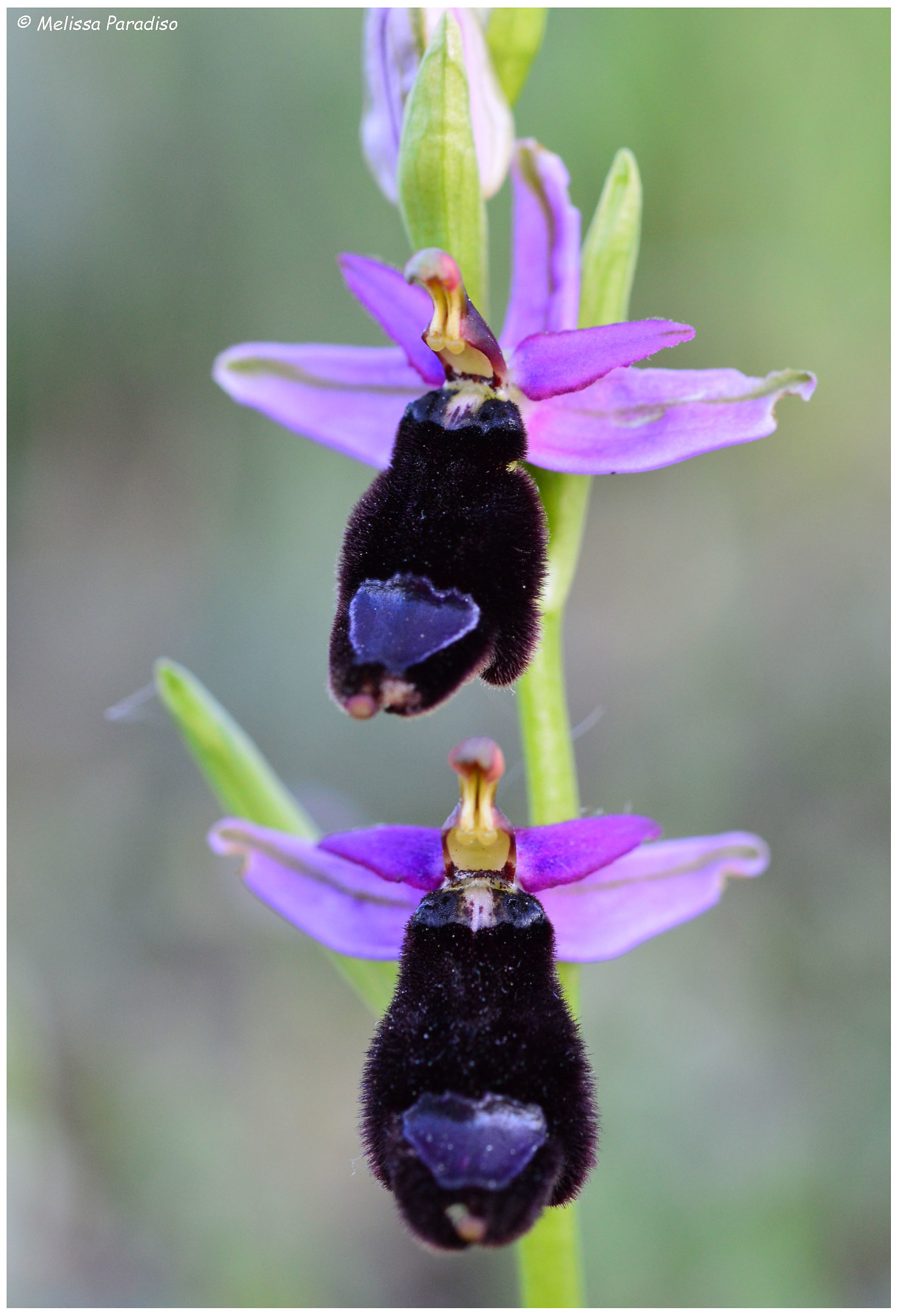 orchis bertolonii