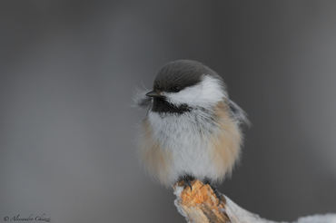 Parus cinctus