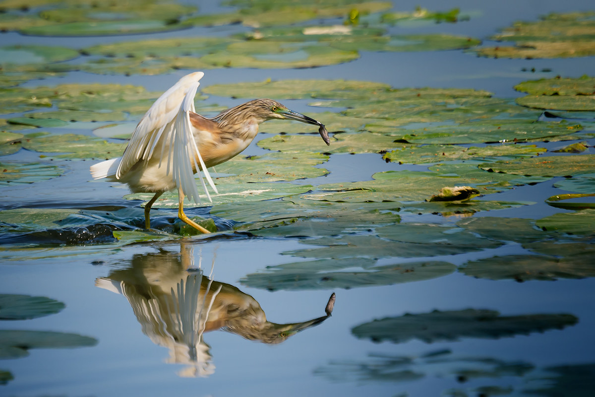 Fishing reflected