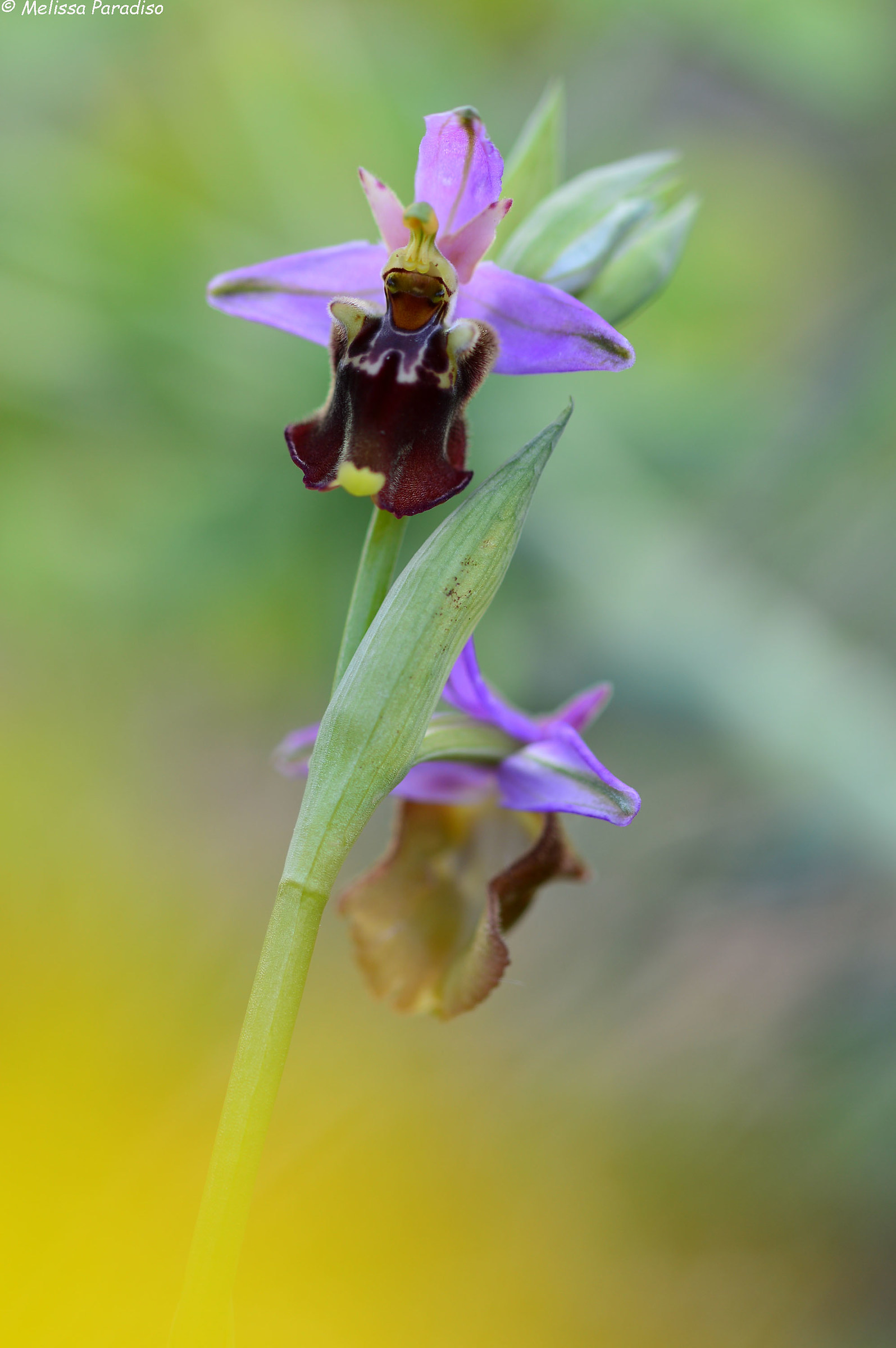 Ophrys apulica