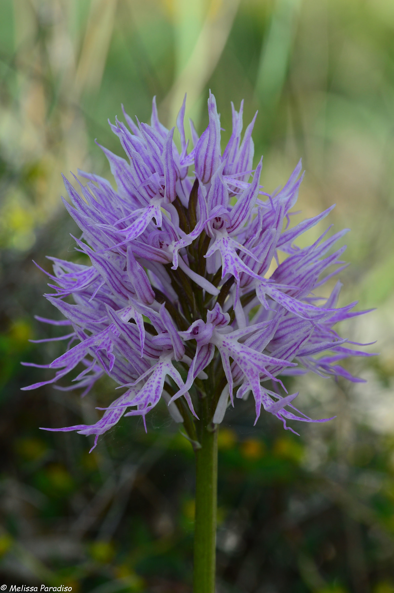 Orchis italica
