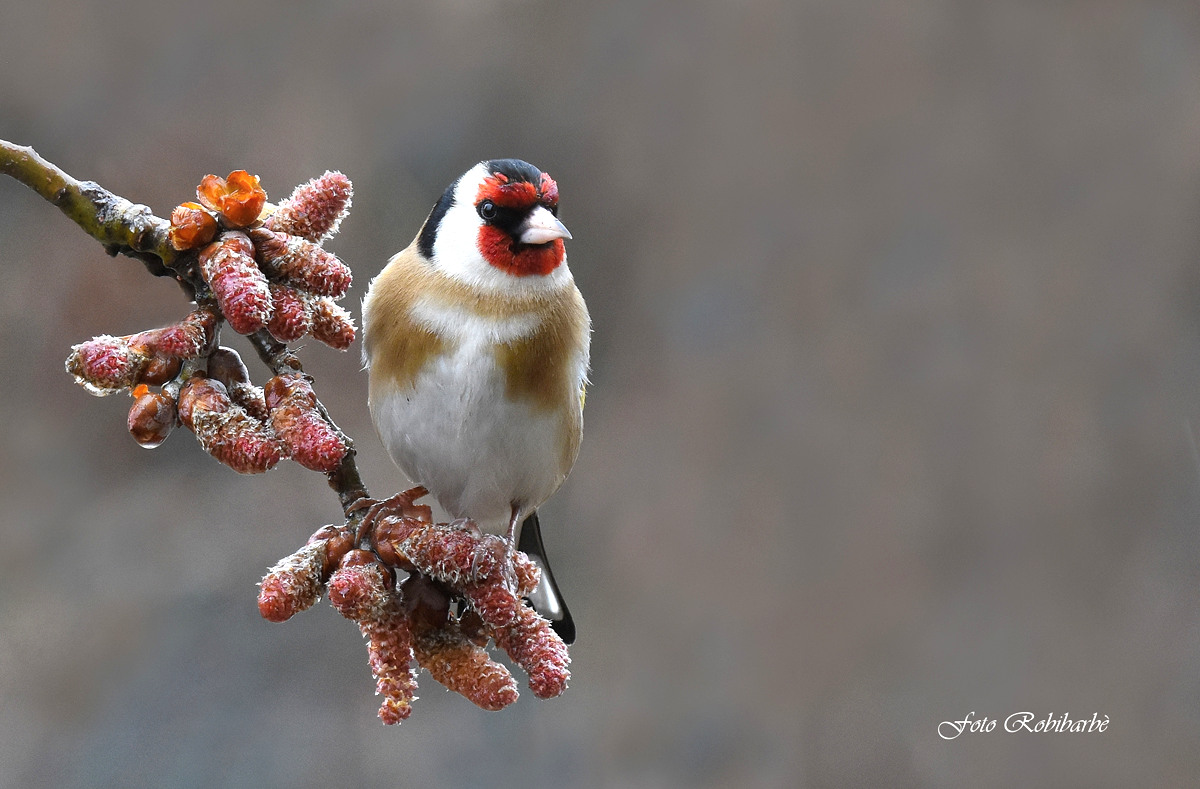 Goldfinch ...